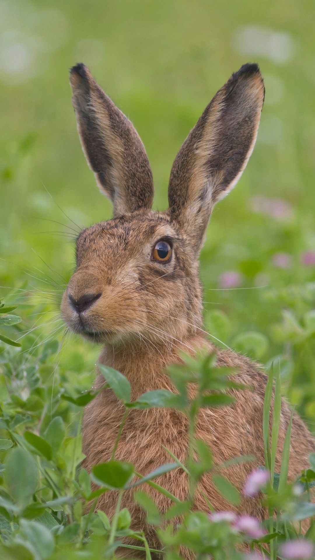 Graceful hare, Wild animal, Beautiful creature, Nature photography, 1080x1920 Full HD Handy