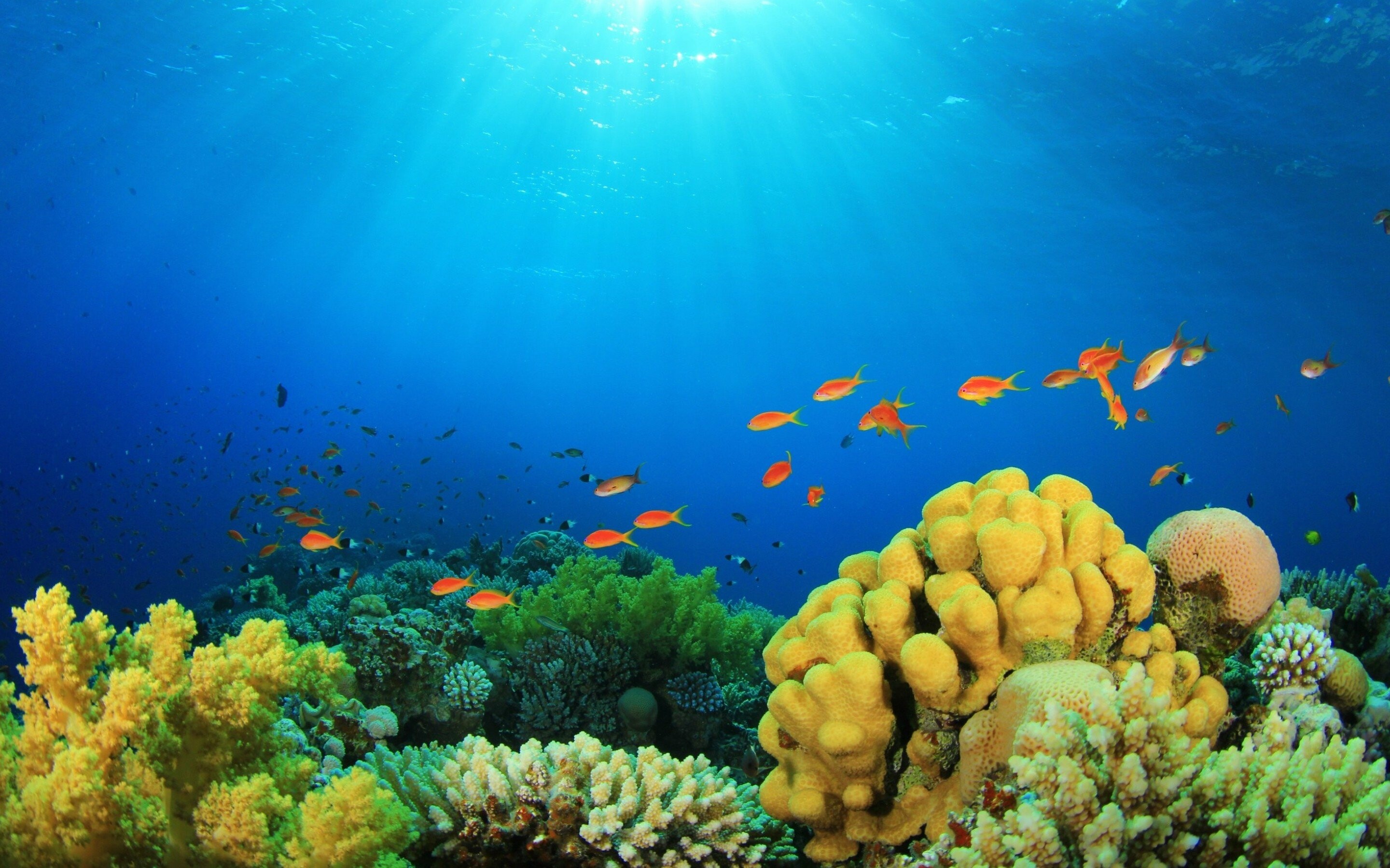 Coral Reef: Platform reefs, variously called the bank or table reefs, can form on the continental shelf, as well as in the open ocean, in fact anywhere where the seabed rises close enough to the surface of the ocean to enable the growth of reef-forming corals. 2880x1800 HD Wallpaper.