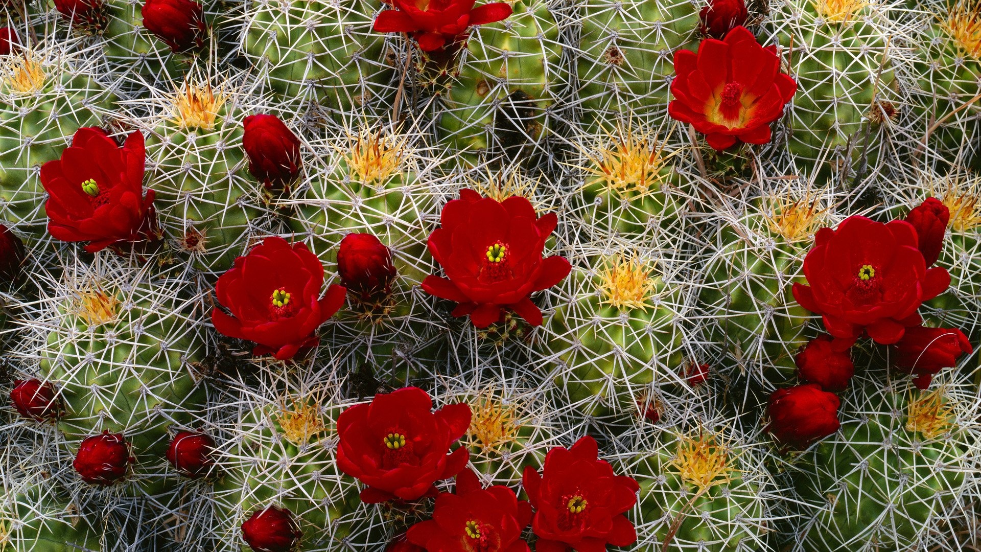 Cactus: Opuntia ficus-indica has long been an important source of food. 1920x1080 Full HD Background.