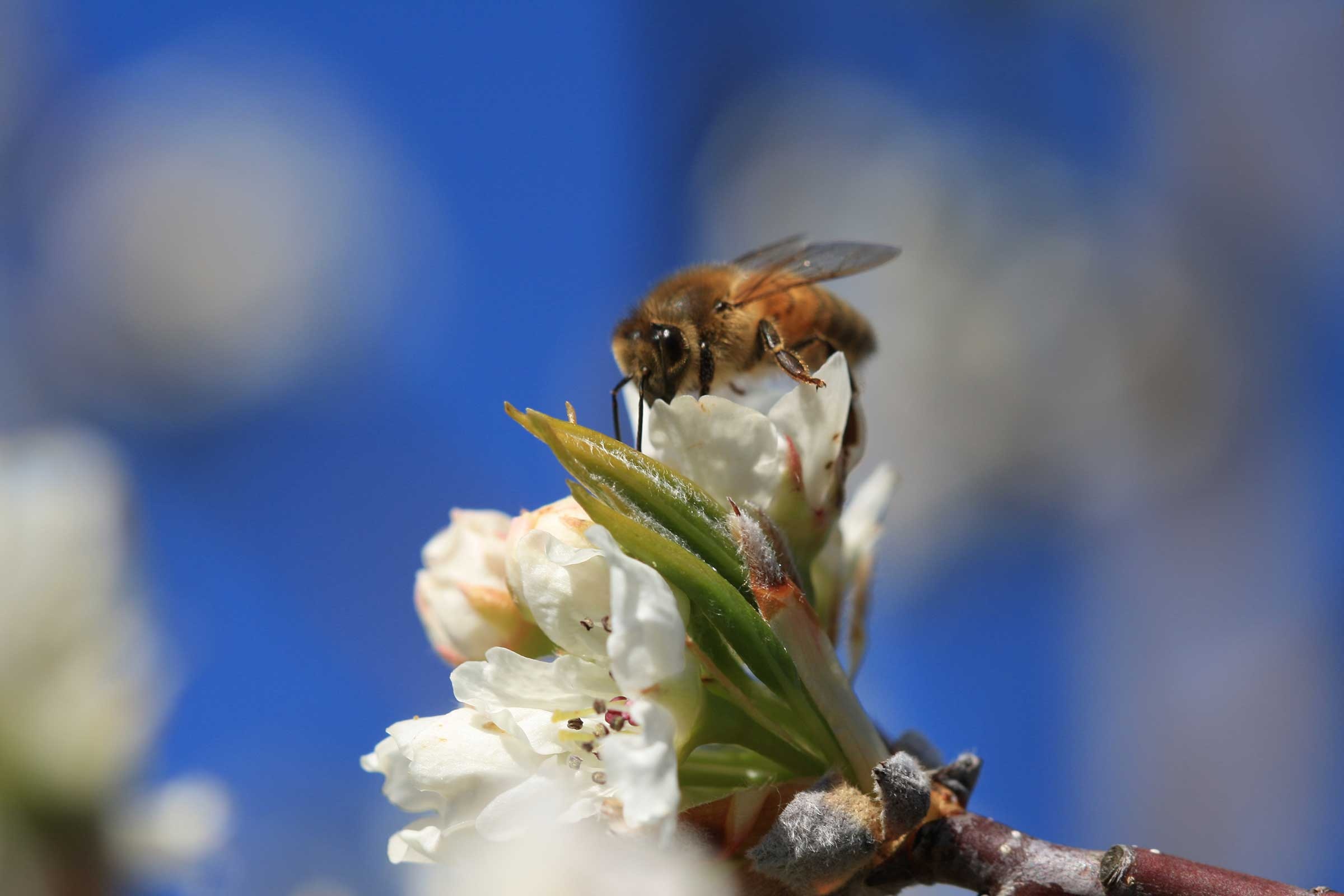 Bee: The only insect that produces food eaten by man. 2400x1600 HD Wallpaper.
