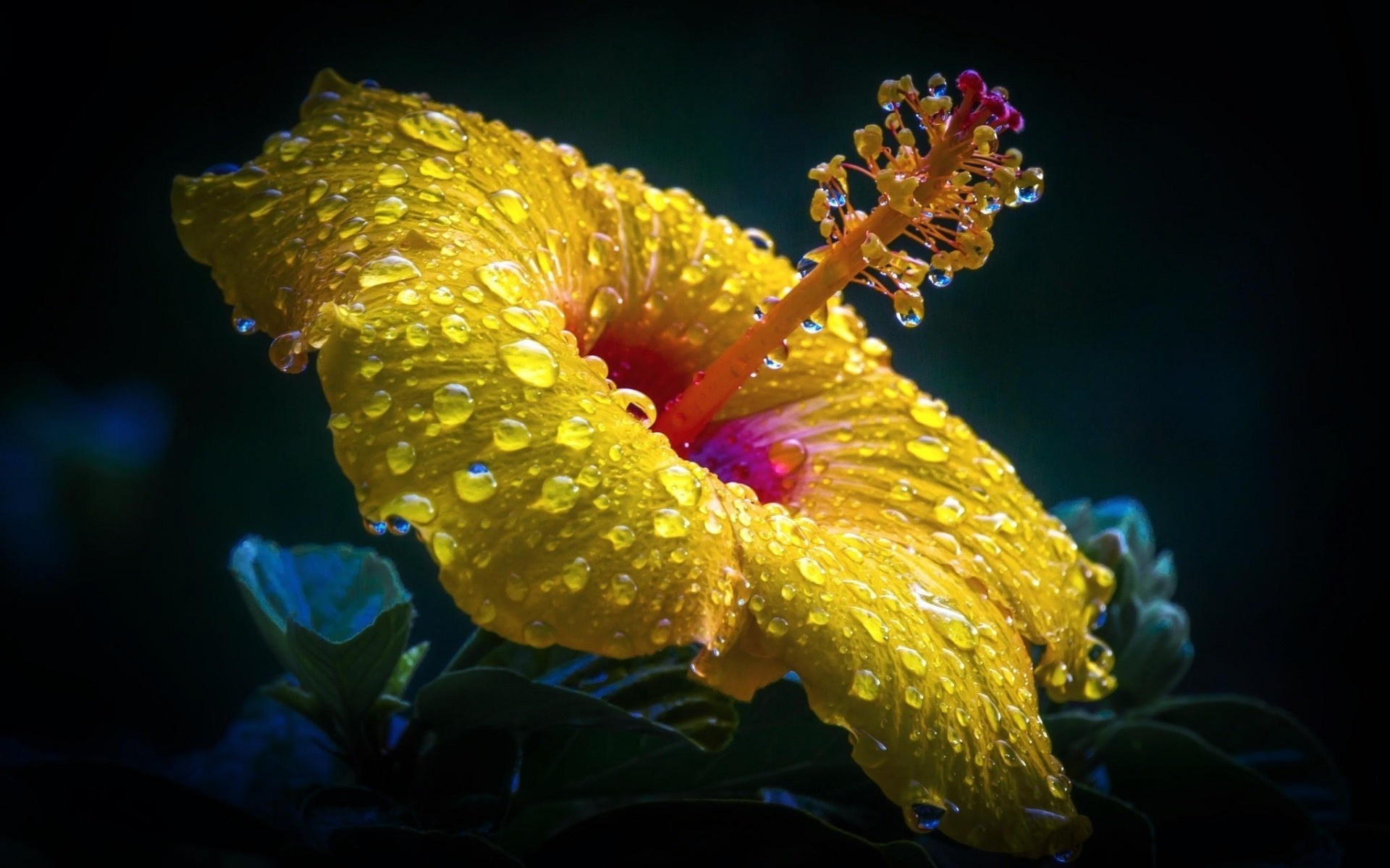 80+ Hibiscus HD Wallpapers and Backgrounds 1920x1200