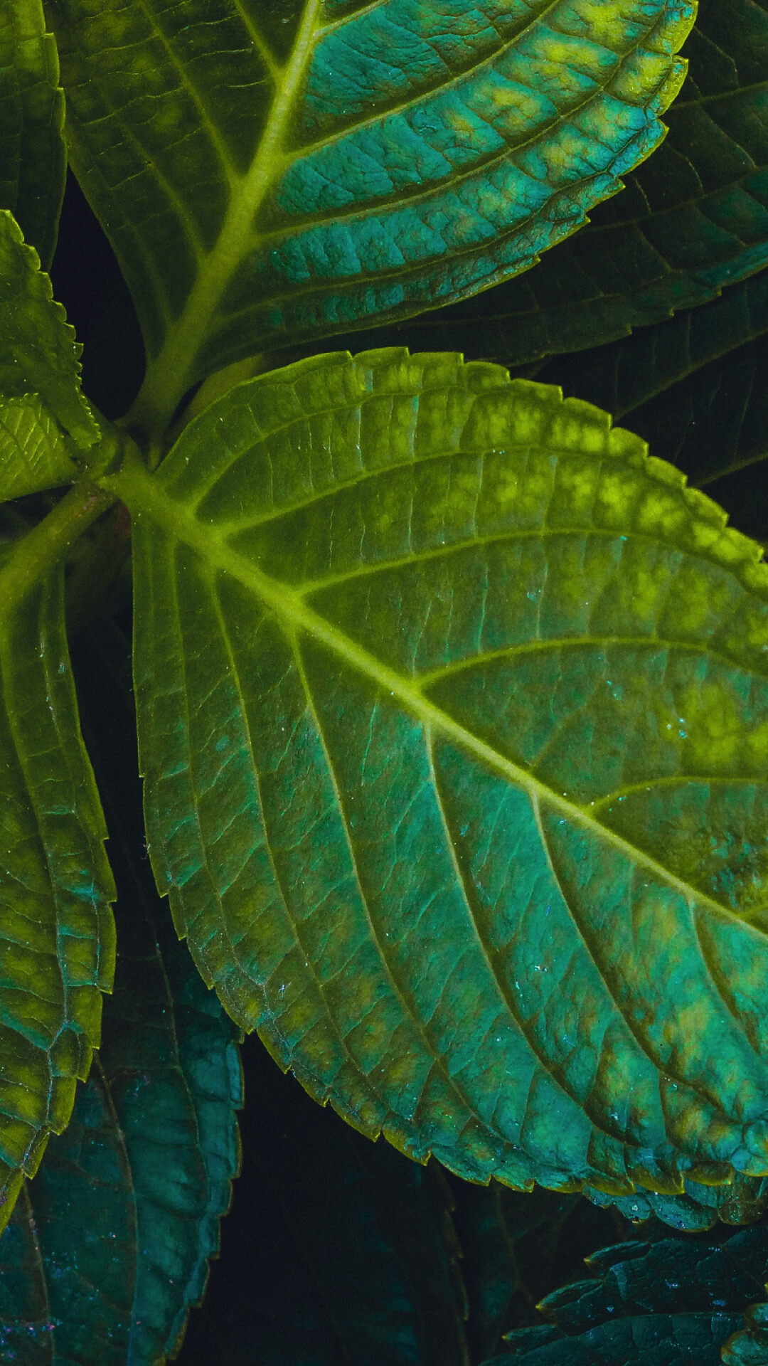 Leaves: A plant organ, Obtaining most of the energy from sunlight via photosynthesis. 1080x1920 Full HD Wallpaper.