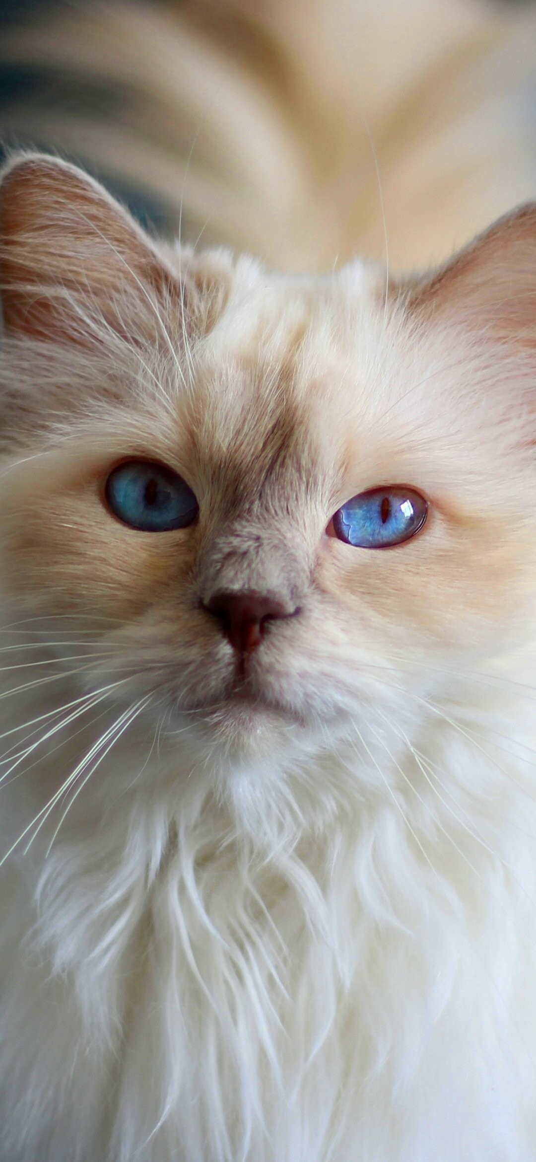 Ragdoll: Docile, mild-mannered, and congenial, Ragdolls make ideal indoor companions. 1080x2340 HD Wallpaper.