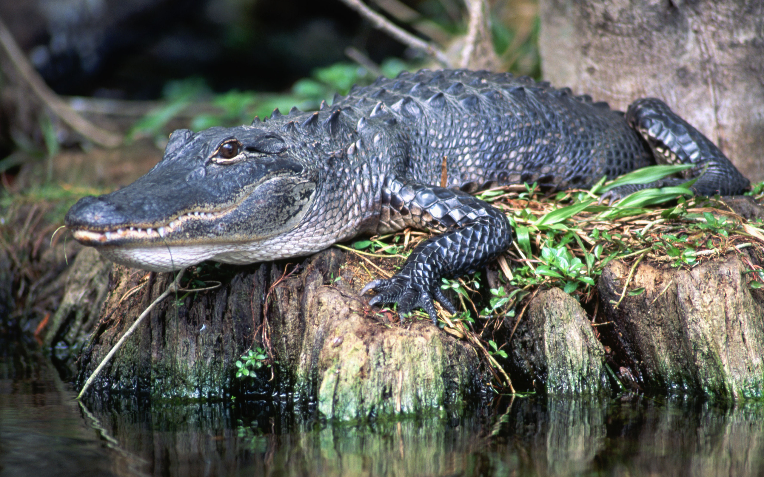 Alligator HD wallpaper, Animal background image, Reptile close-up, Powerful predator, 2560x1600 HD Desktop