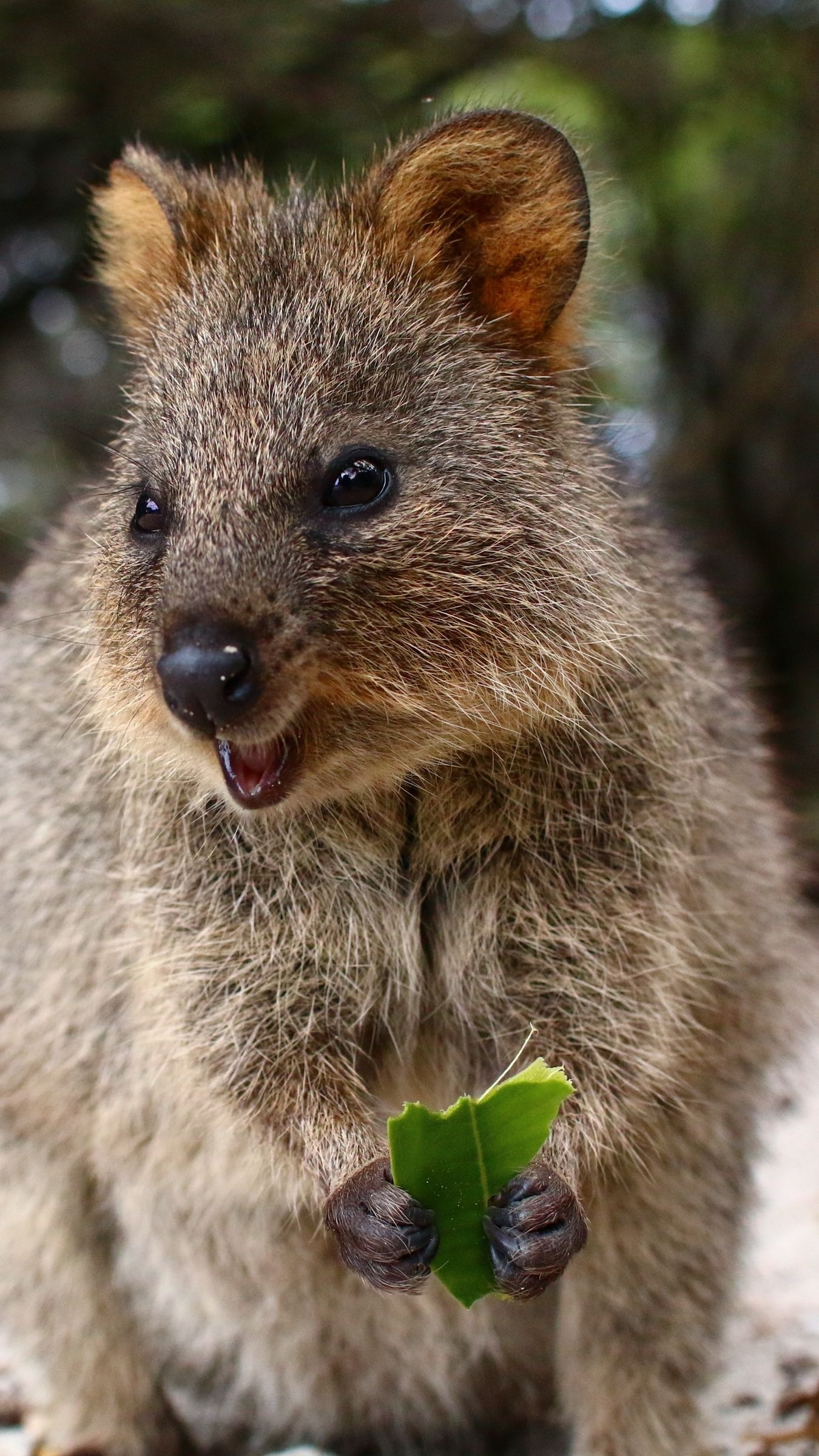 Quokka wonder, Cute marsupial, Playful creature, Smiling quokka, 1350x2400 HD Phone