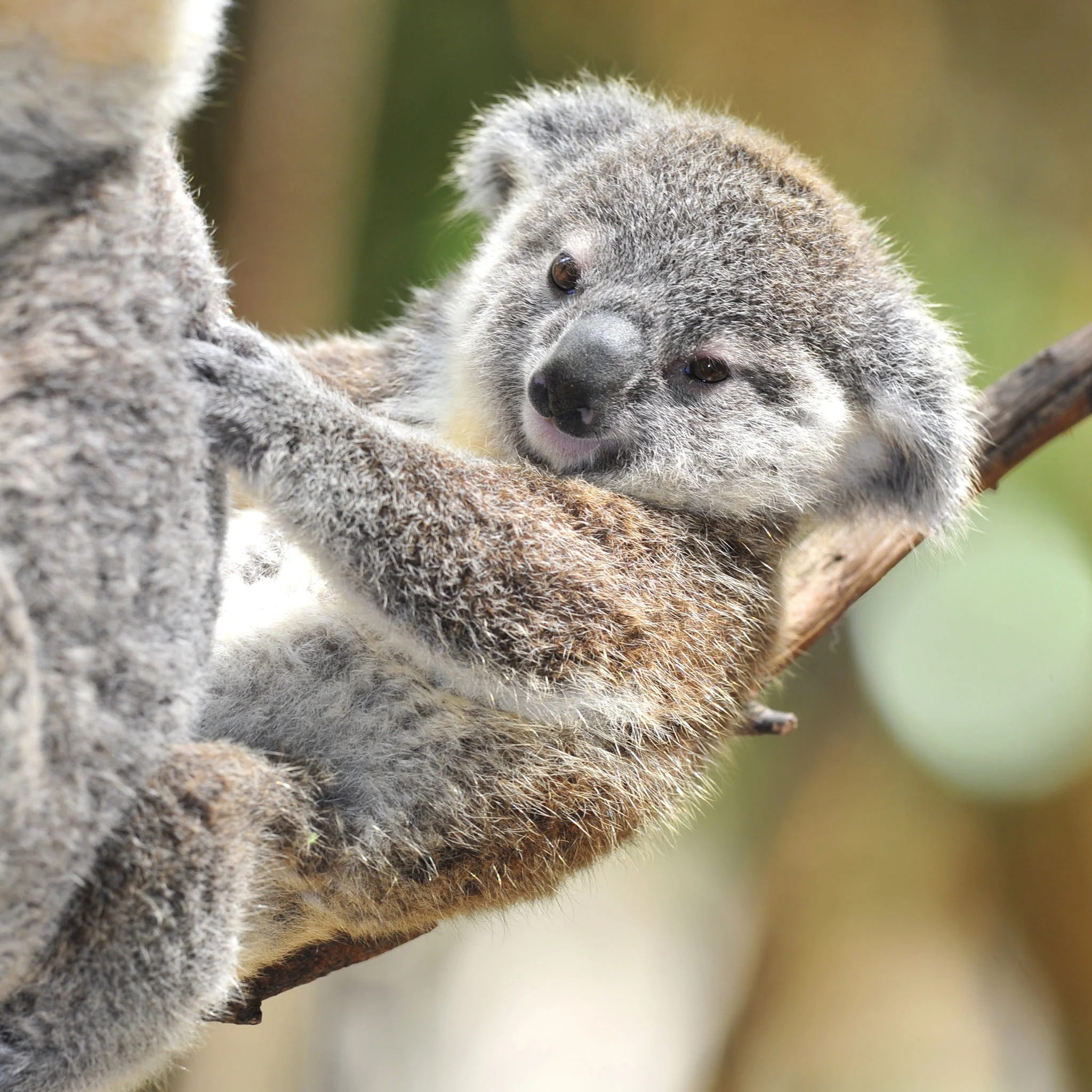 Precious baby koalas, Fluffy little ones, Cutest koala infants, Koala nursery, 2050x2050 HD Handy