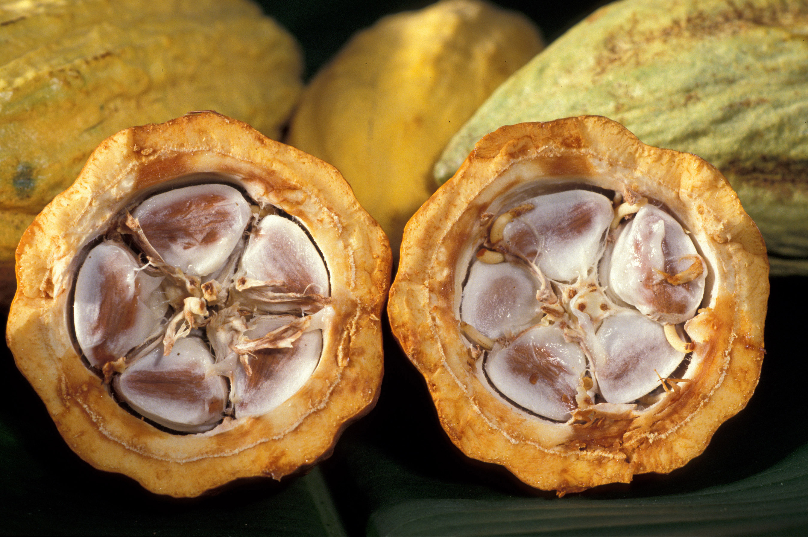 Cocoa production, Ivory Coast's treasure, Wikipedia's insights, Sustainable farming, 2700x1800 HD Desktop
