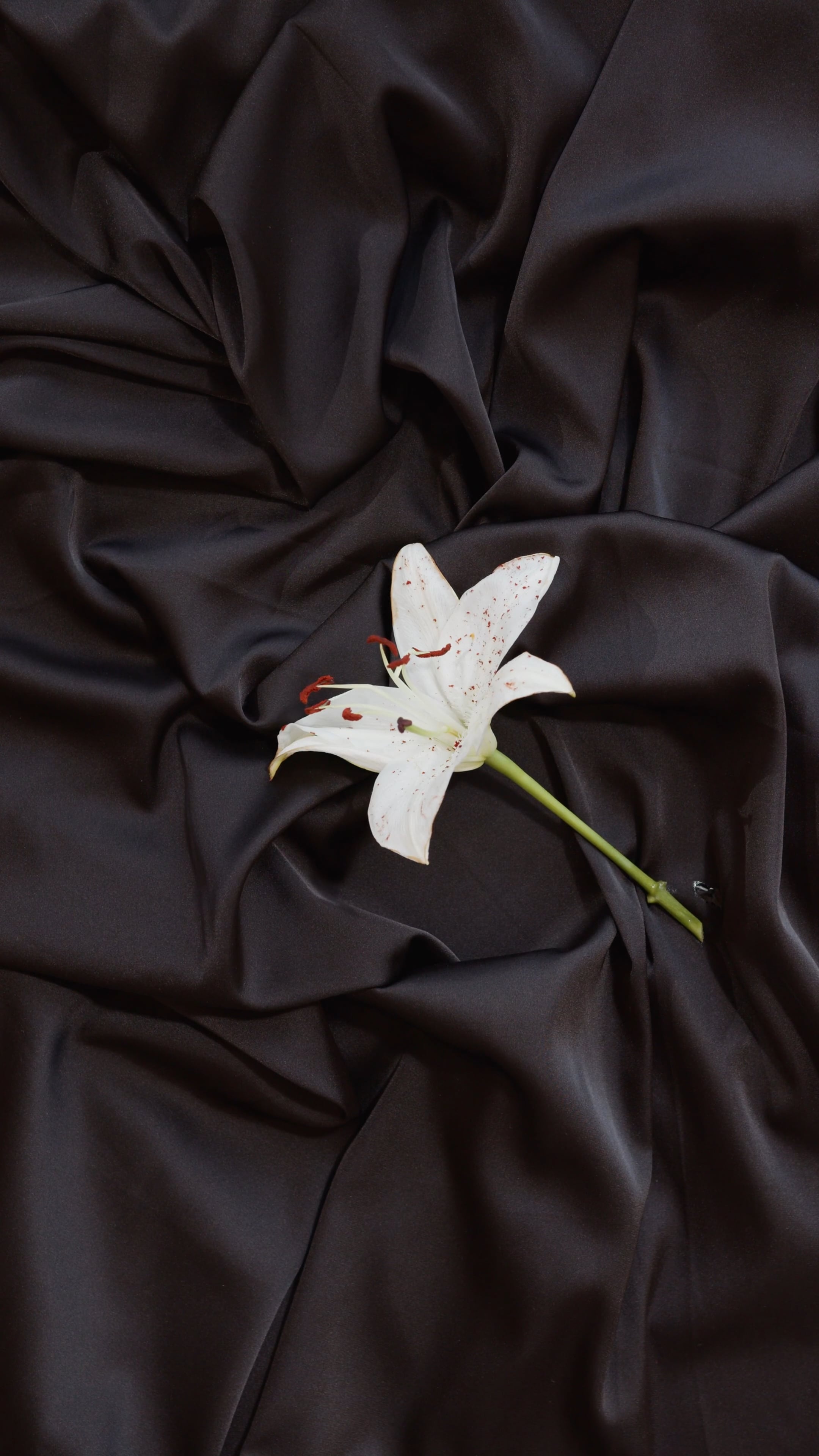 Flower on black fabric, Contrast and beauty, Dramatic background, Captivating imagery, 2160x3840 4K Phone