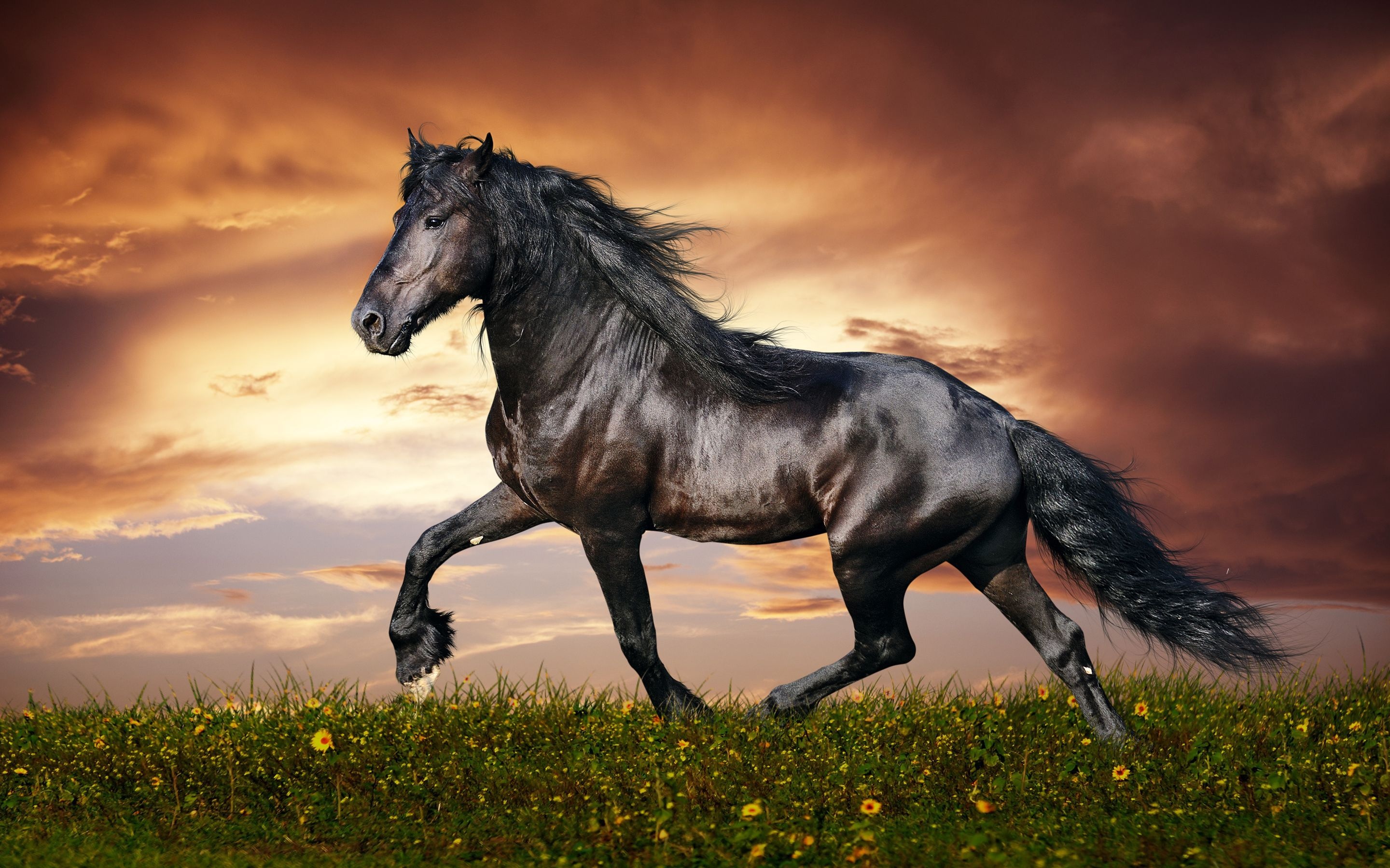 Horse: The Friesian breed, Recognized by its black coat color. 2880x1800 HD Wallpaper.