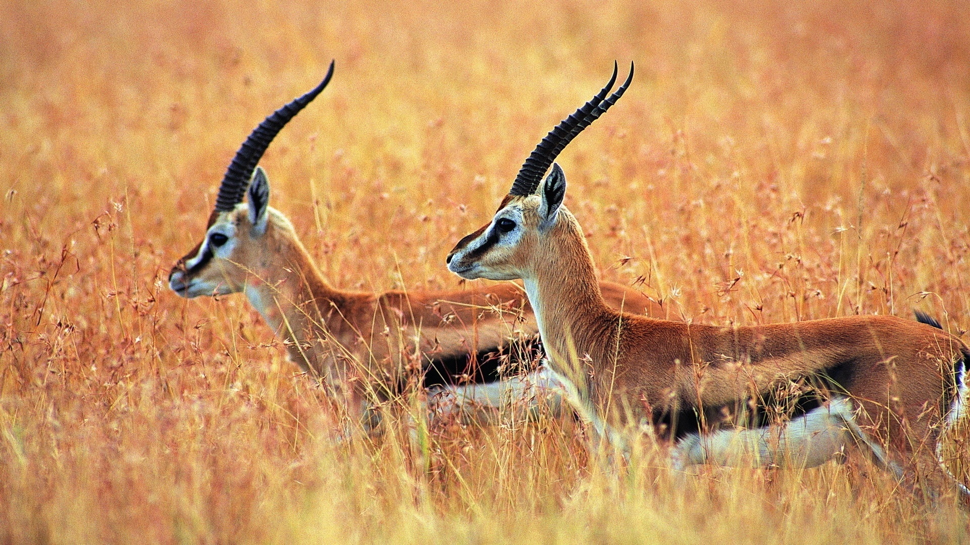 18 antelope wallpapers, Majestic creatures, African savannah, Nature's masterpiece, 1920x1080 Full HD Desktop