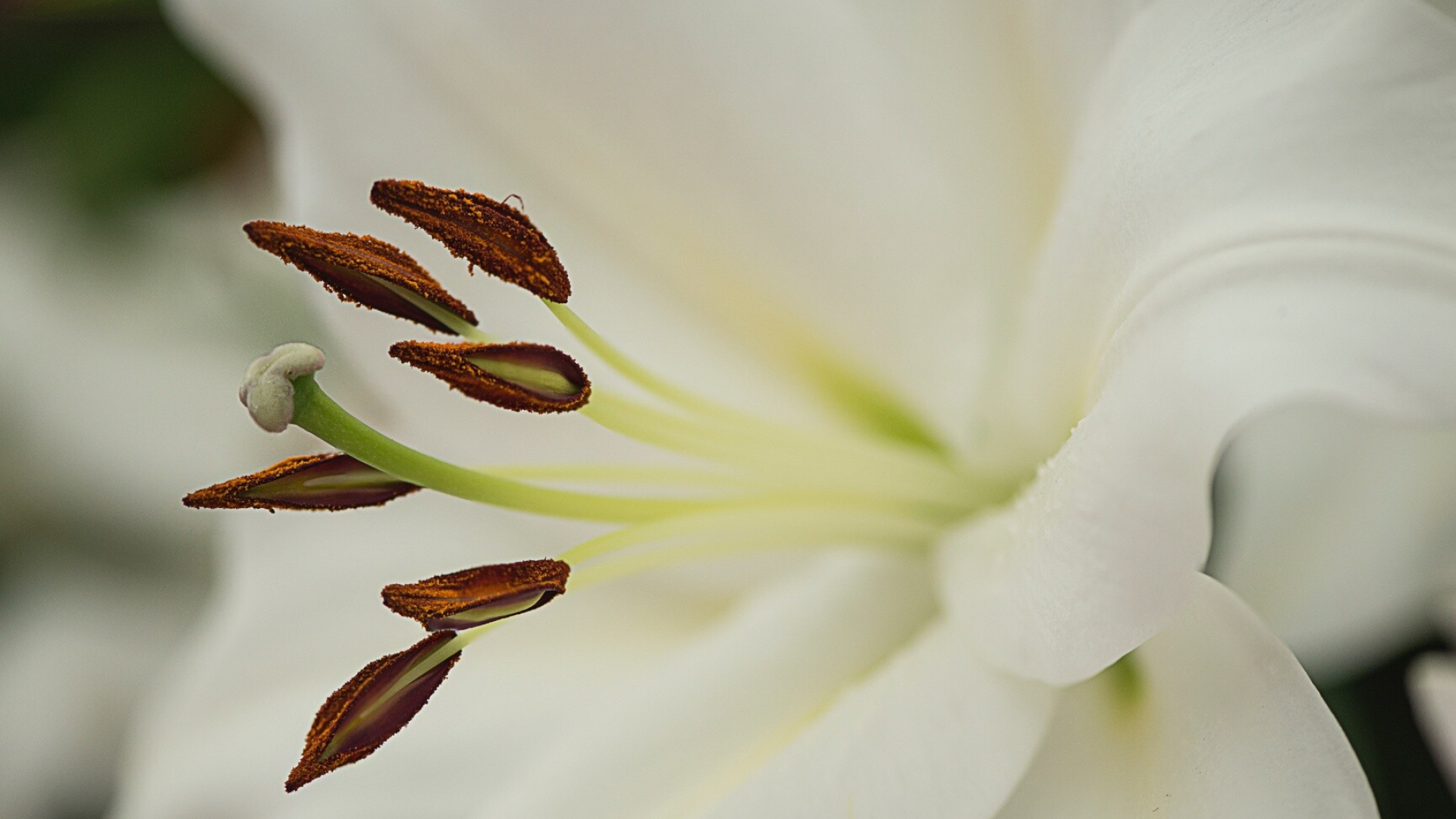 Lily: Lilies are among the most recognizable of all summer garden flowers. 1920x1080 Full HD Wallpaper.