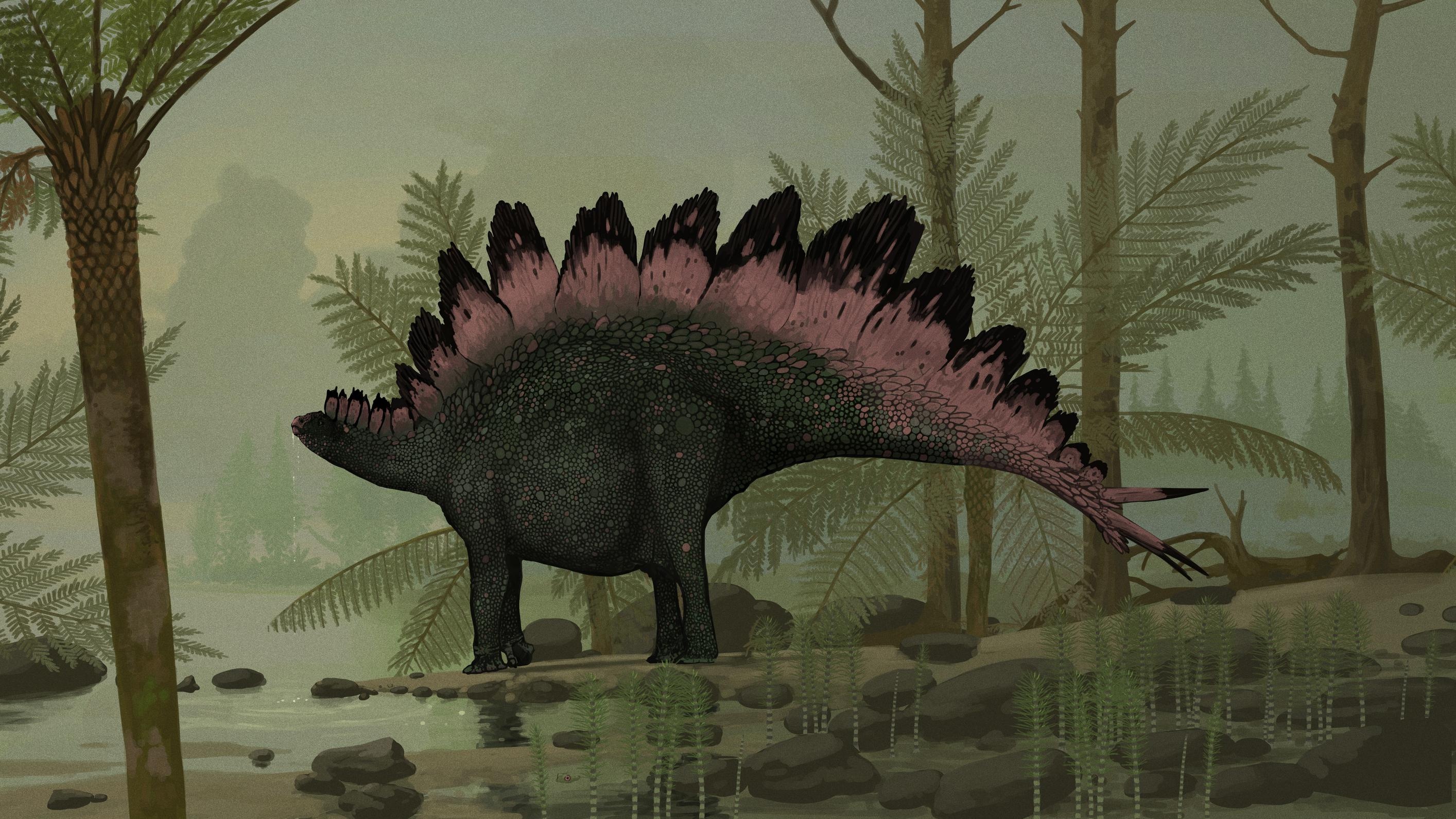 Stegosaurus stenops, John Conway, Paleontological reconstruction, Dinosaur depiction, 2830x1600 HD Desktop