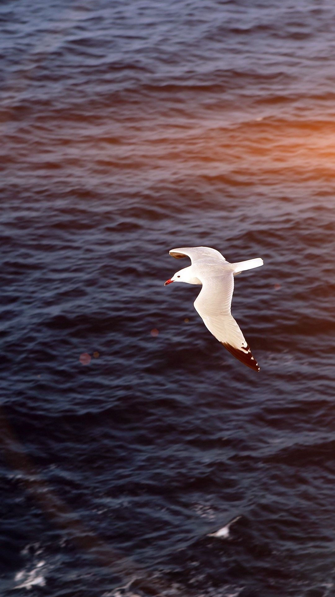 Seagull by the sea, Wallpaper download, Oceanic bliss, Nature's allure, 1080x1920 Full HD Phone