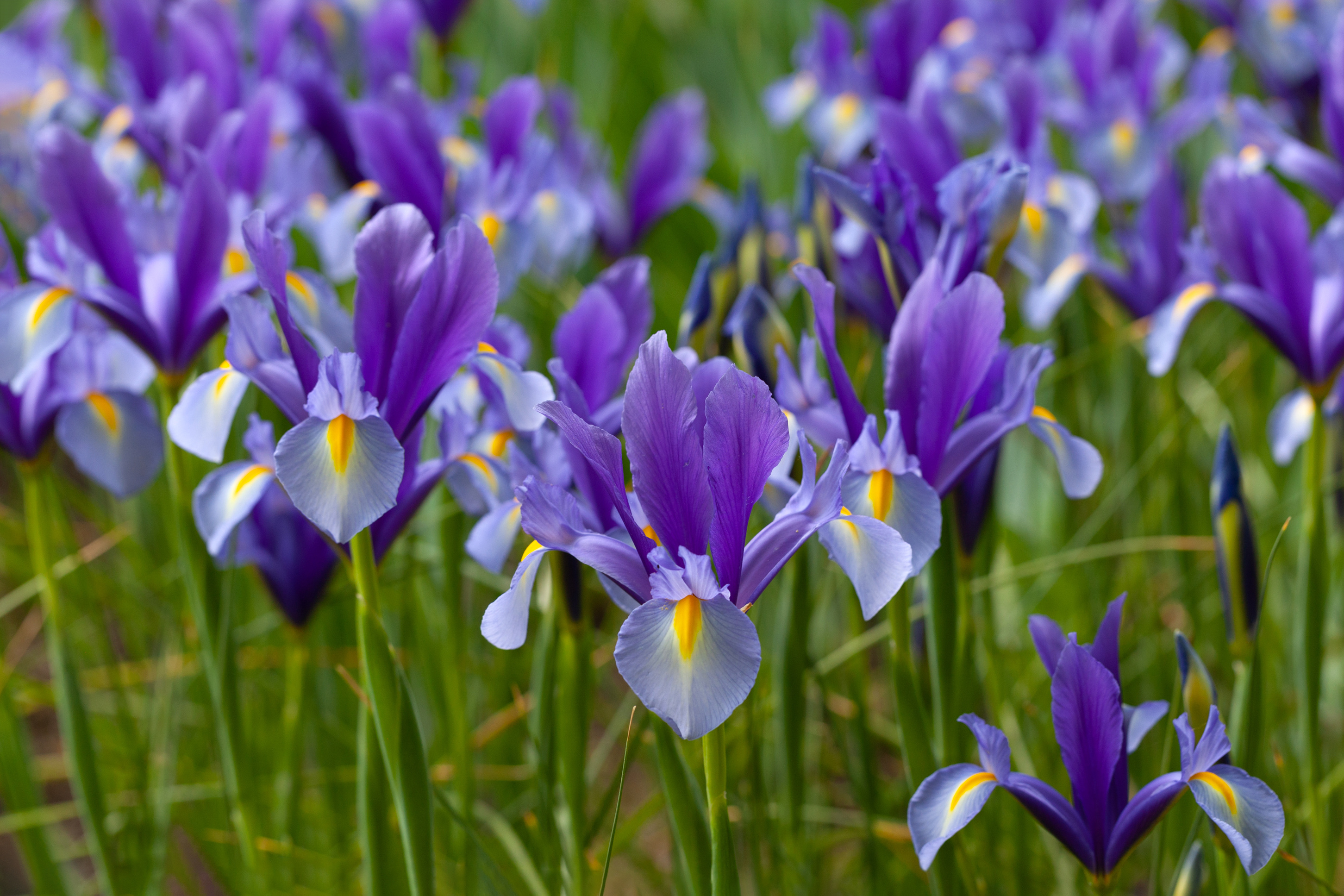 Iris flower, Stock photos, 100 royalty-free, HD downloads, 2910x1940 HD Desktop