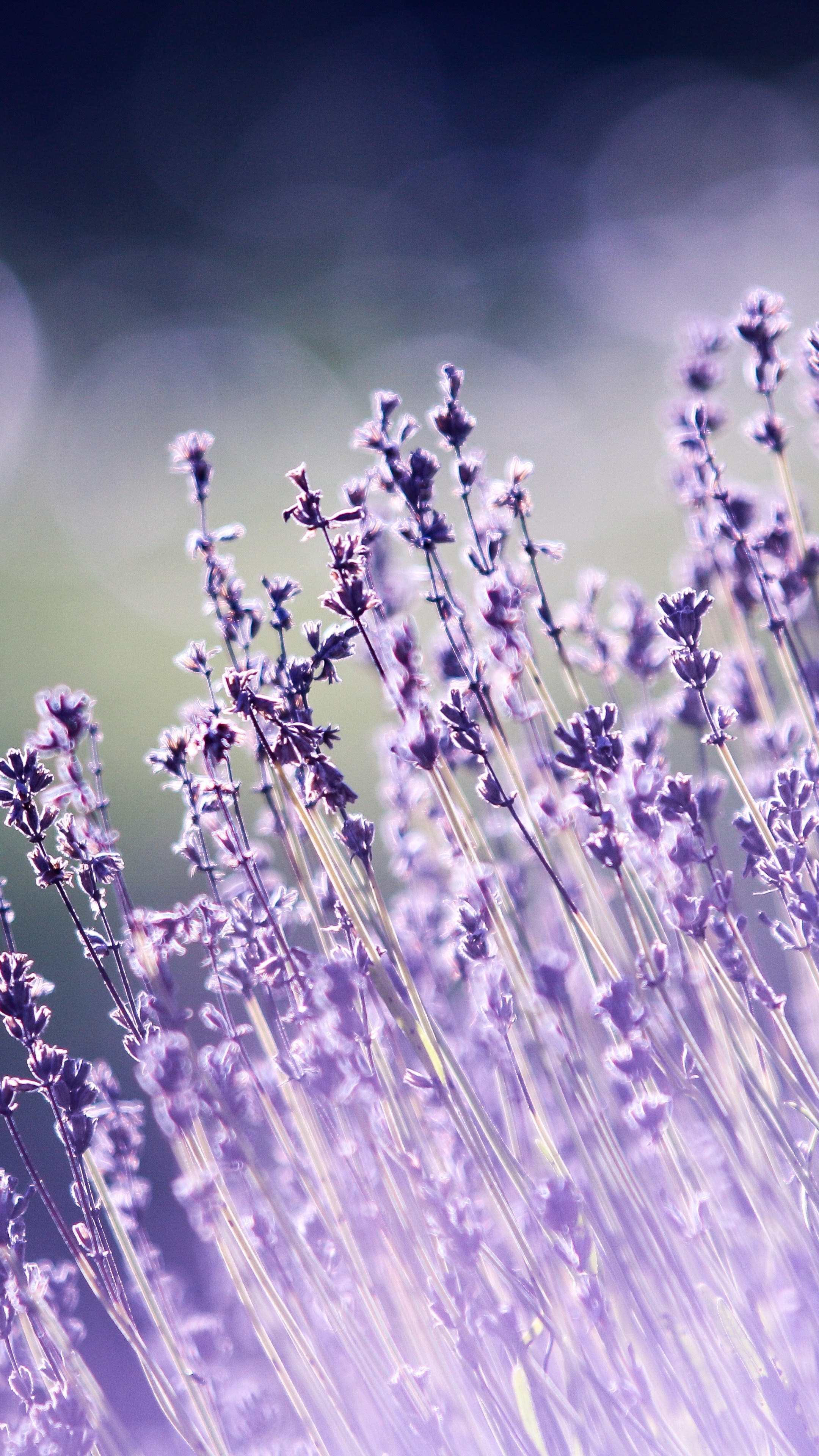 Wallpaper lavender flowers, Nature's beauty, 5k resolution, 2160x3840 4K Phone