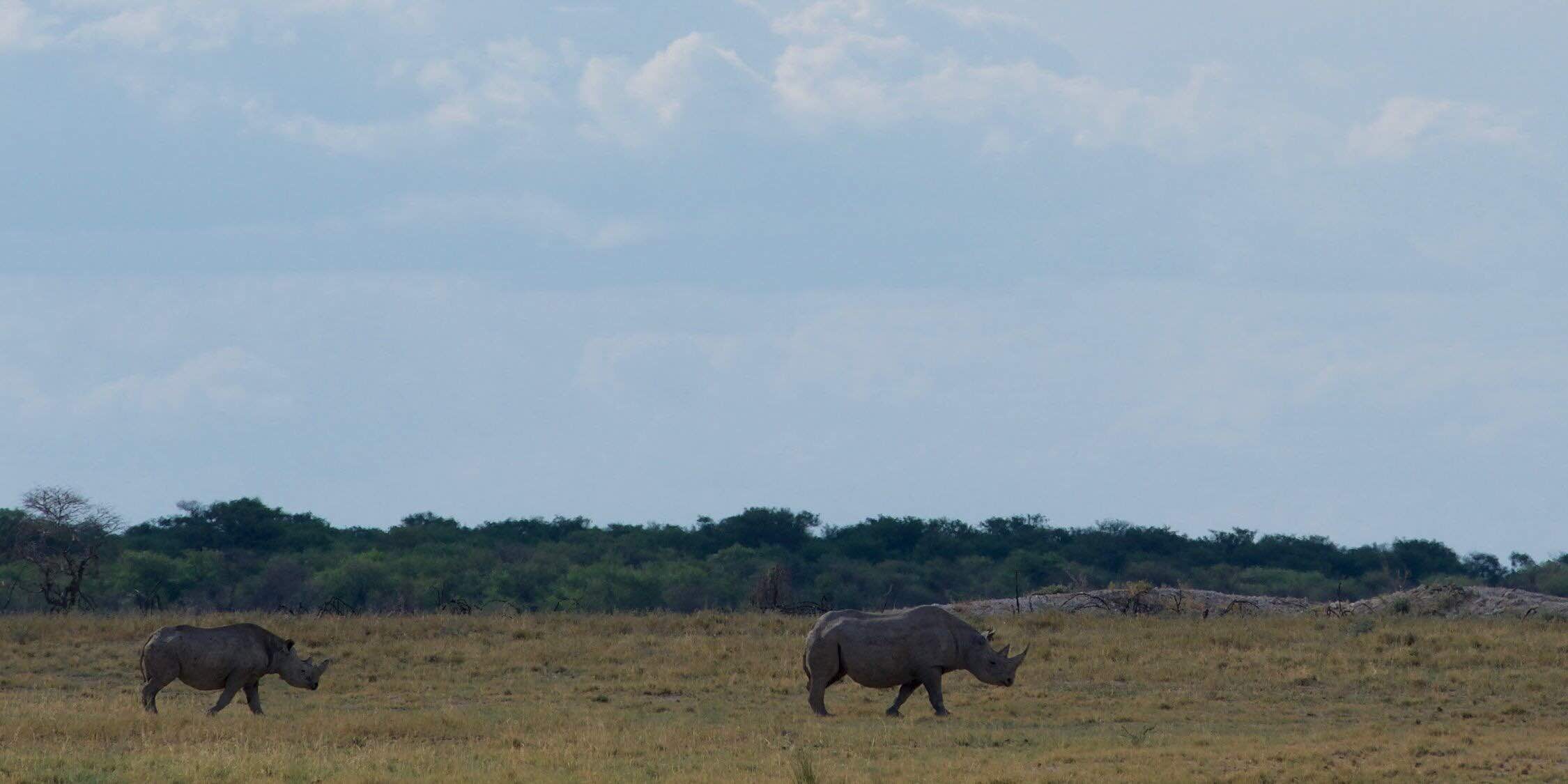 Self-driving safari, Etosha wildlife, Adventure guidebook, Namibian exploration, 2250x1130 HD Desktop