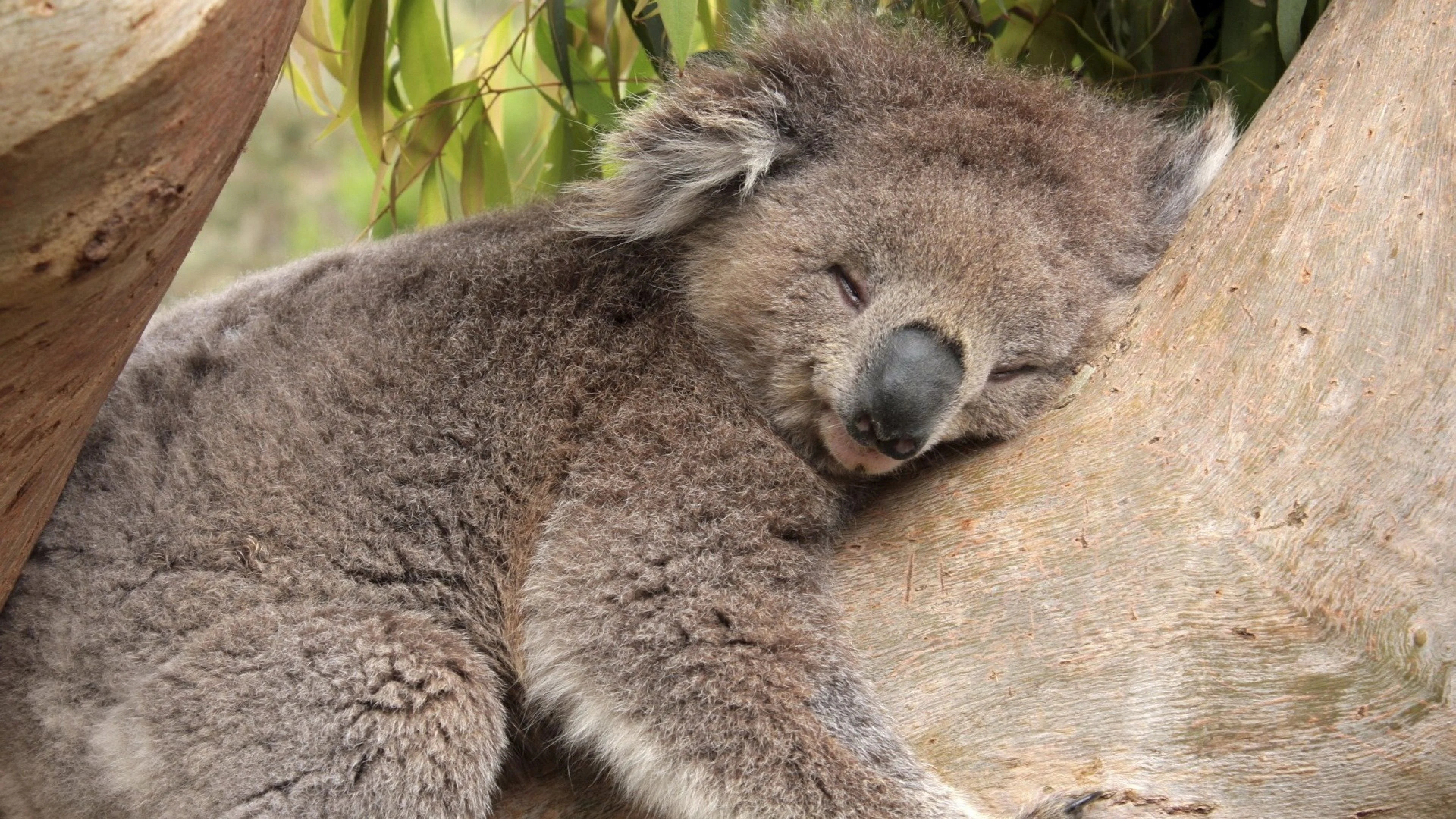 Sleeping koala bears, Peaceful slumber, Dreaming in trees, Koala snooze, 3840x2160 4K Desktop