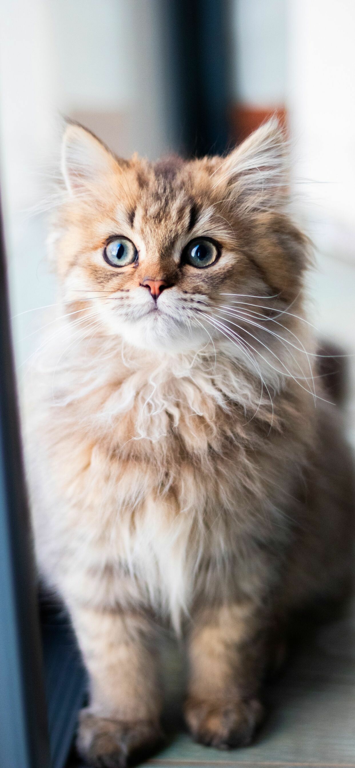 Kitten: Fluffy cat, Sense of touch is enhanced by long whiskers. 1250x2690 HD Wallpaper.