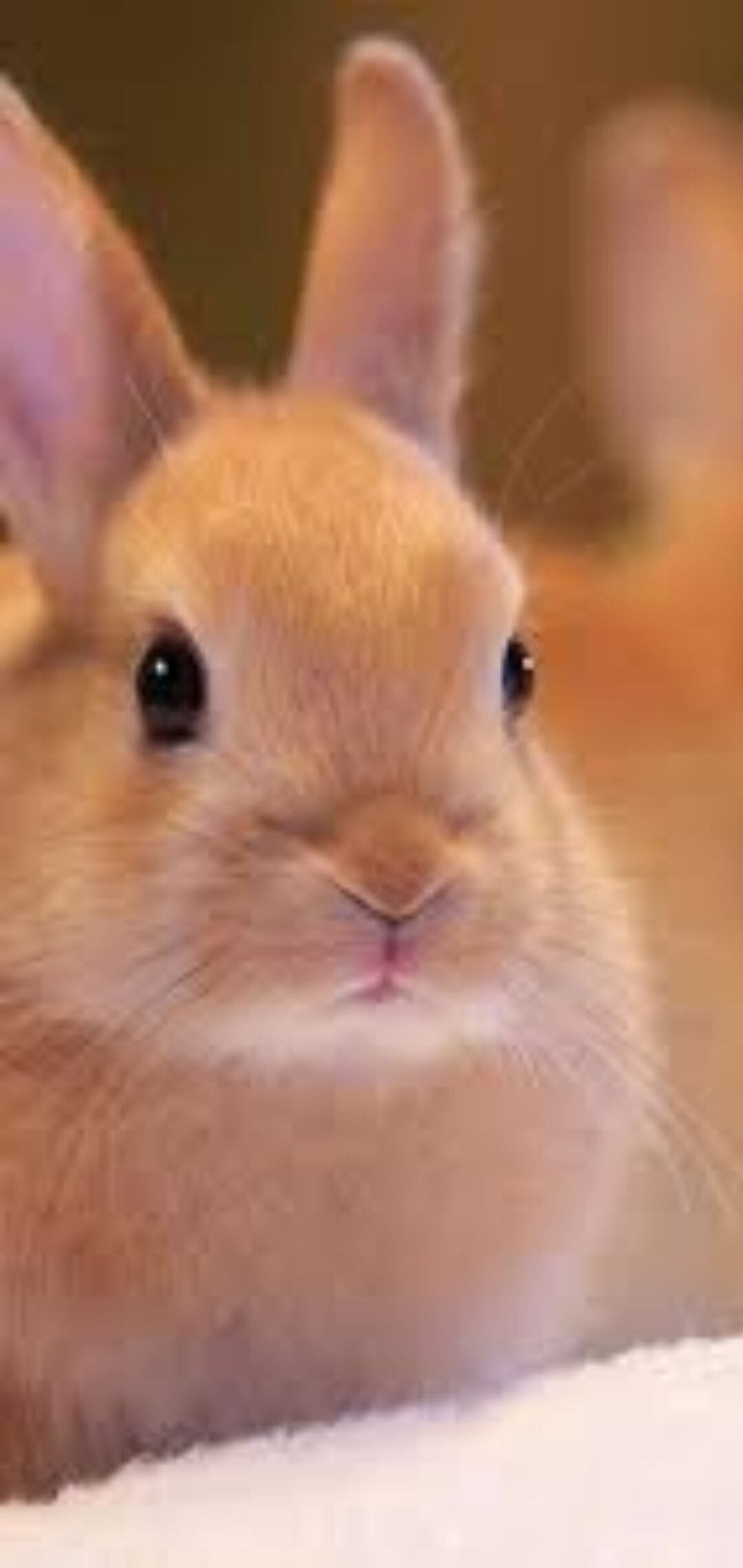 Rabbit: Bunny, Herbivores, Furry mammal. 1080x2280 HD Wallpaper.