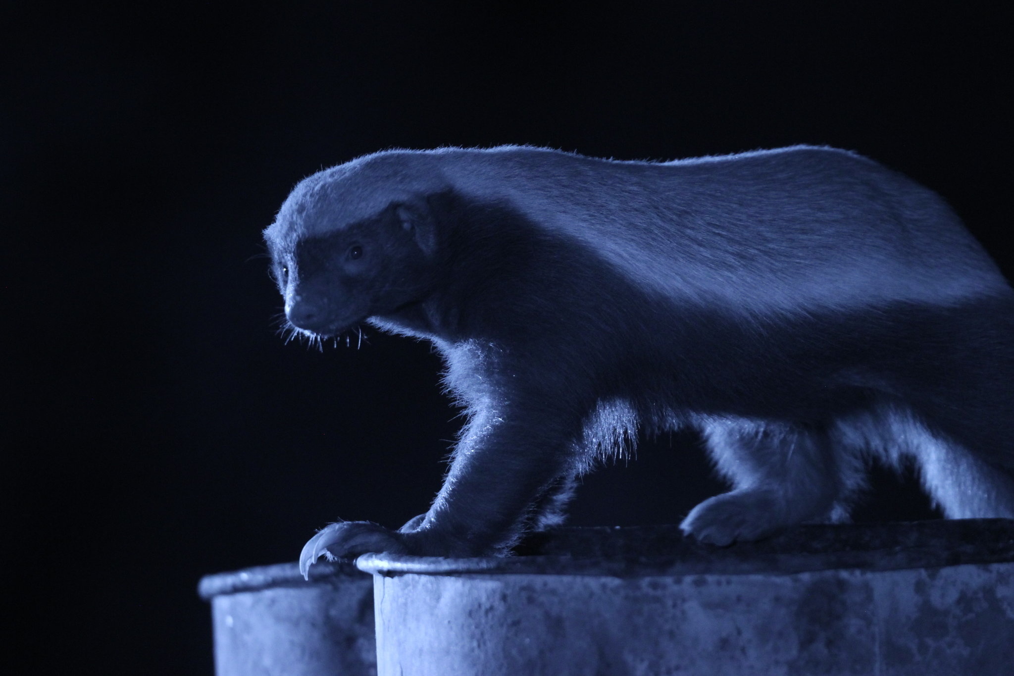 Honey badger in nature, PBS highlights, The New York Times coverage, 2050x1370 HD Desktop