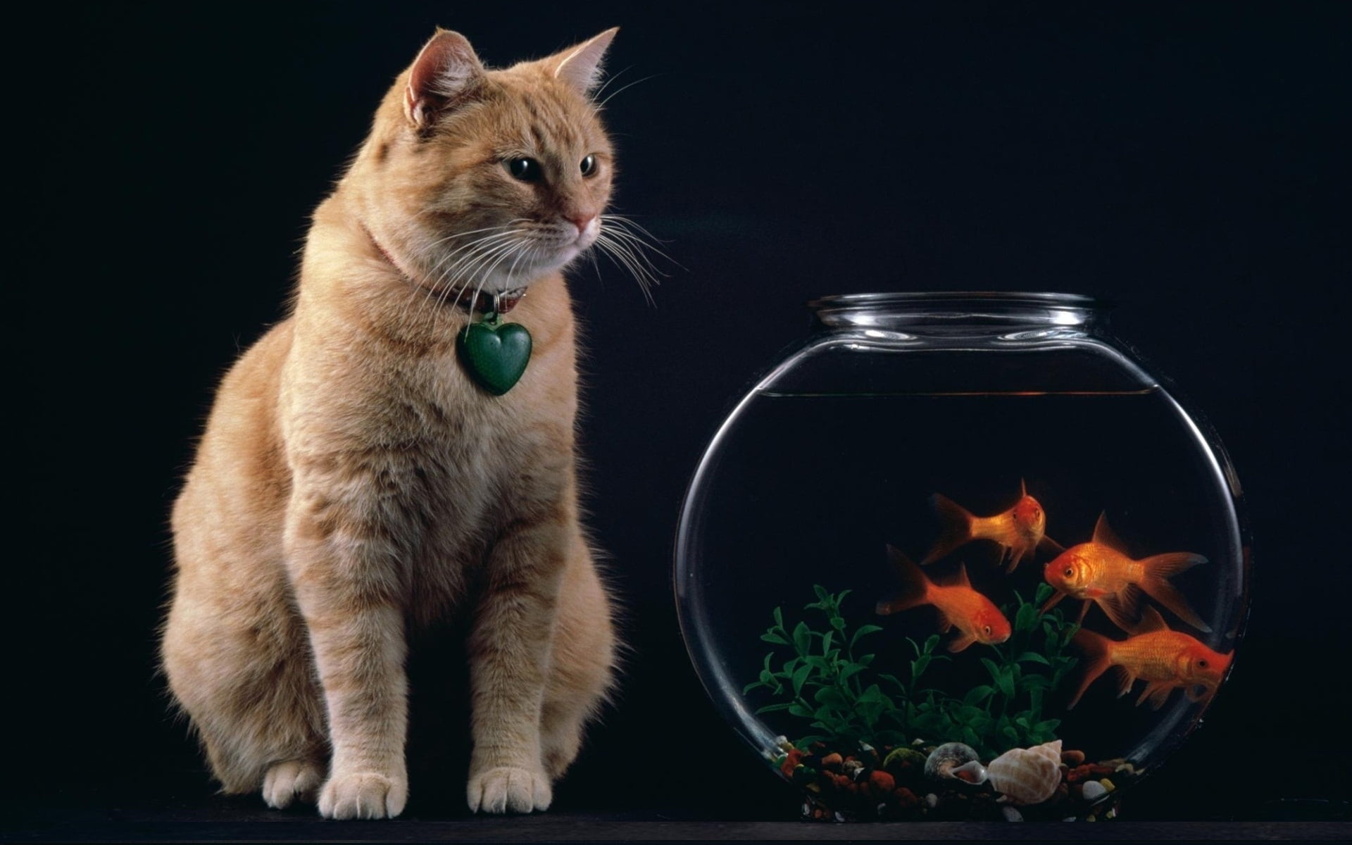 Silver tabby cat, Fishbowl image, Dark room, Unique wallpaper, 1920x1200 HD Desktop
