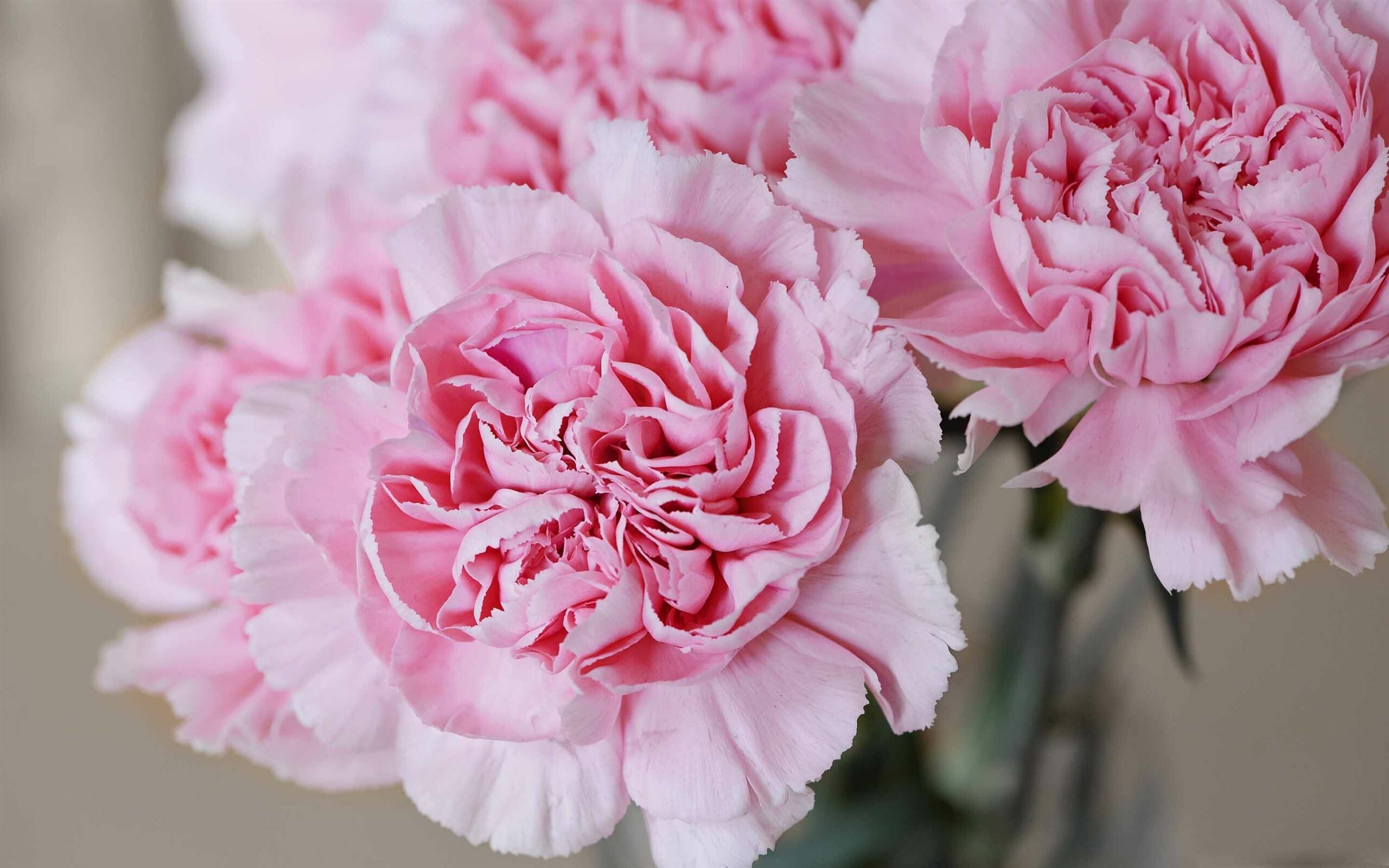 Carnation: For the most part, carnations express love, fascination, and distinction, though there are many variations dependent on color. 2560x1600 HD Wallpaper.