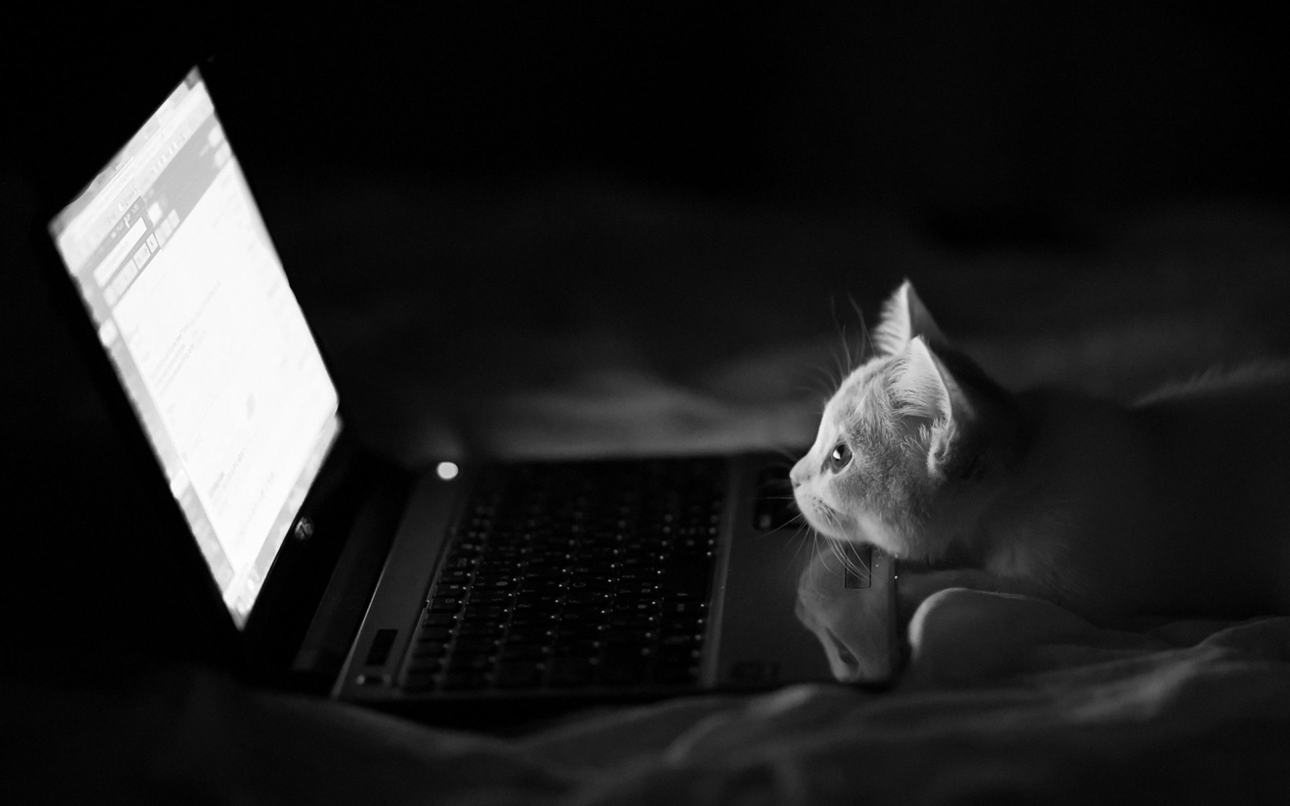 Cat laptop wallpapers, Playful felines, Cute backgrounds, Pet lovers, 2560x1600 HD Desktop