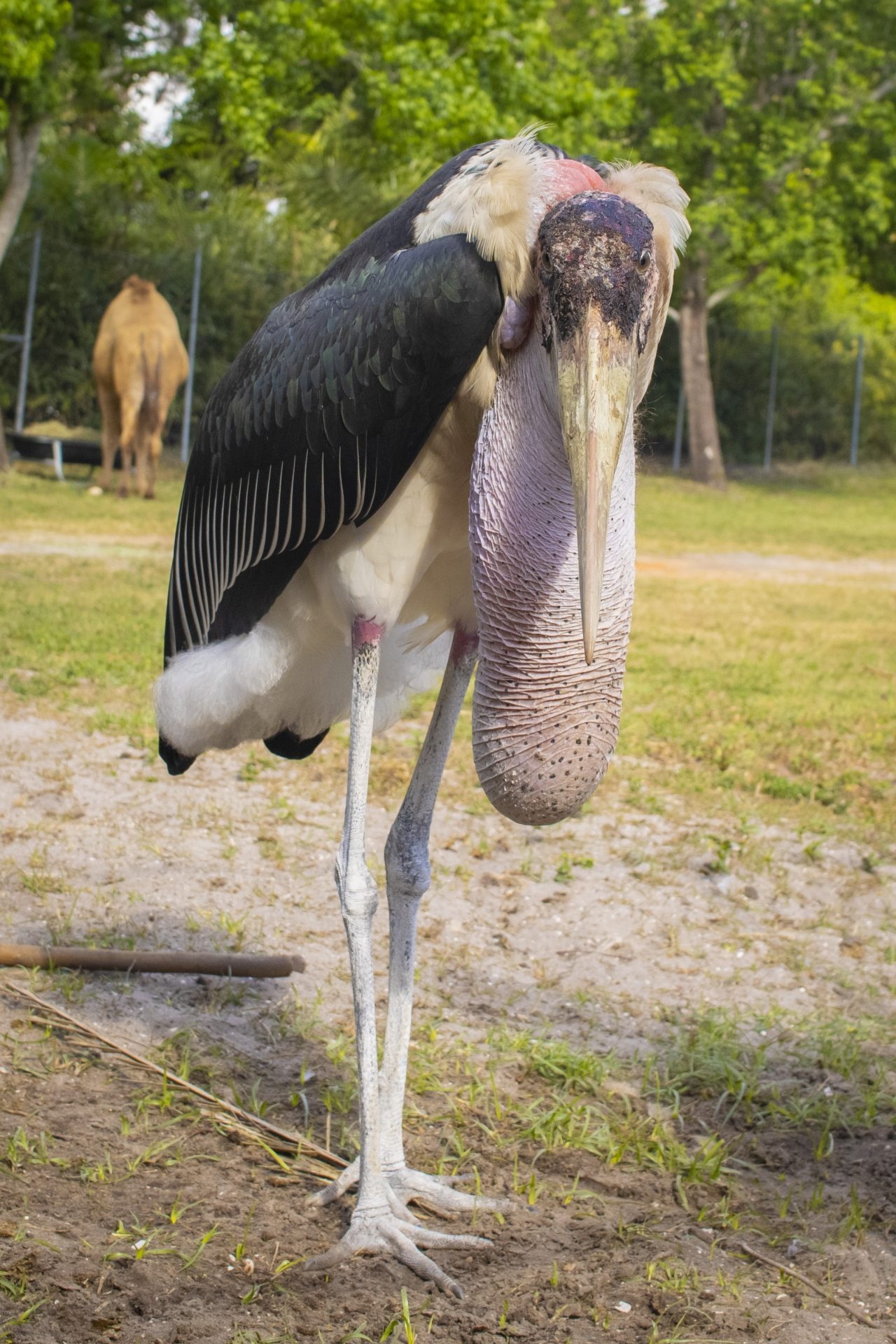 Marabou stork, Stunning bird, Bird photography, Unique plumage, 1280x1920 HD Phone