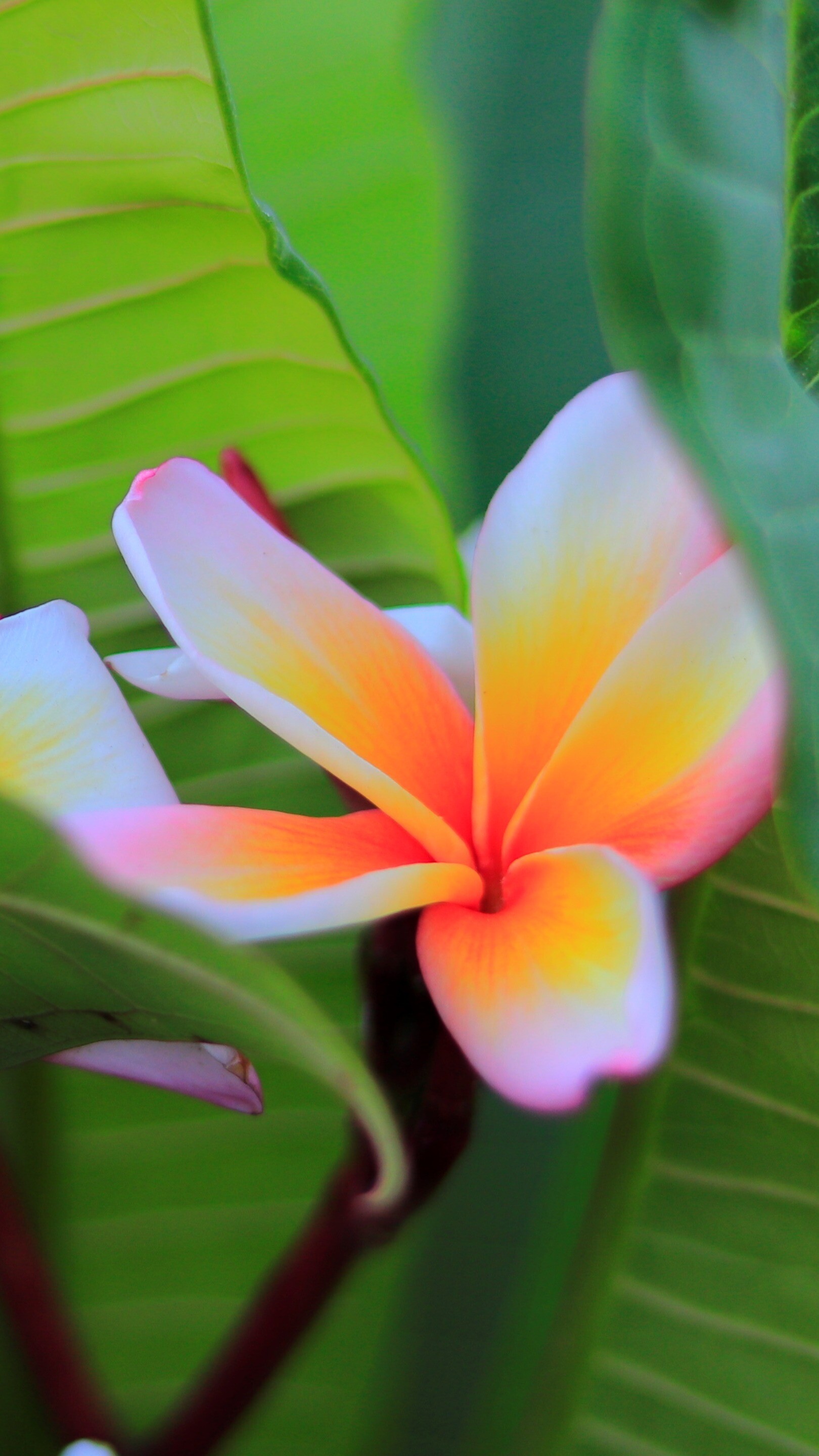 Frangipani Flower: Among the Maya, plumerias have been associated with deities representing life and fertility. 1620x2880 HD Background.