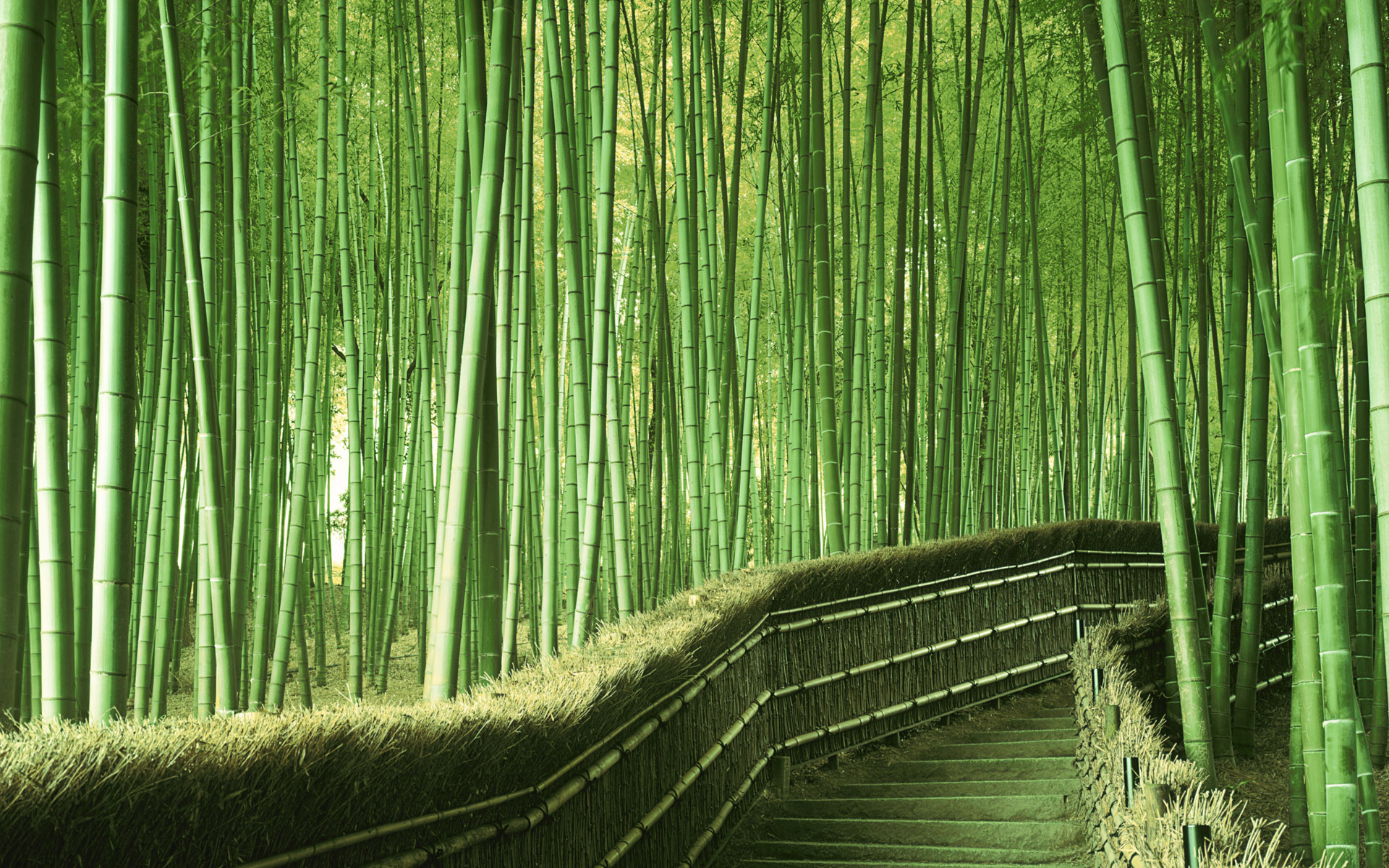 Bamboo: An arborescent grass of tropical and temperate regions with hollow stems. 1920x1200 HD Wallpaper.