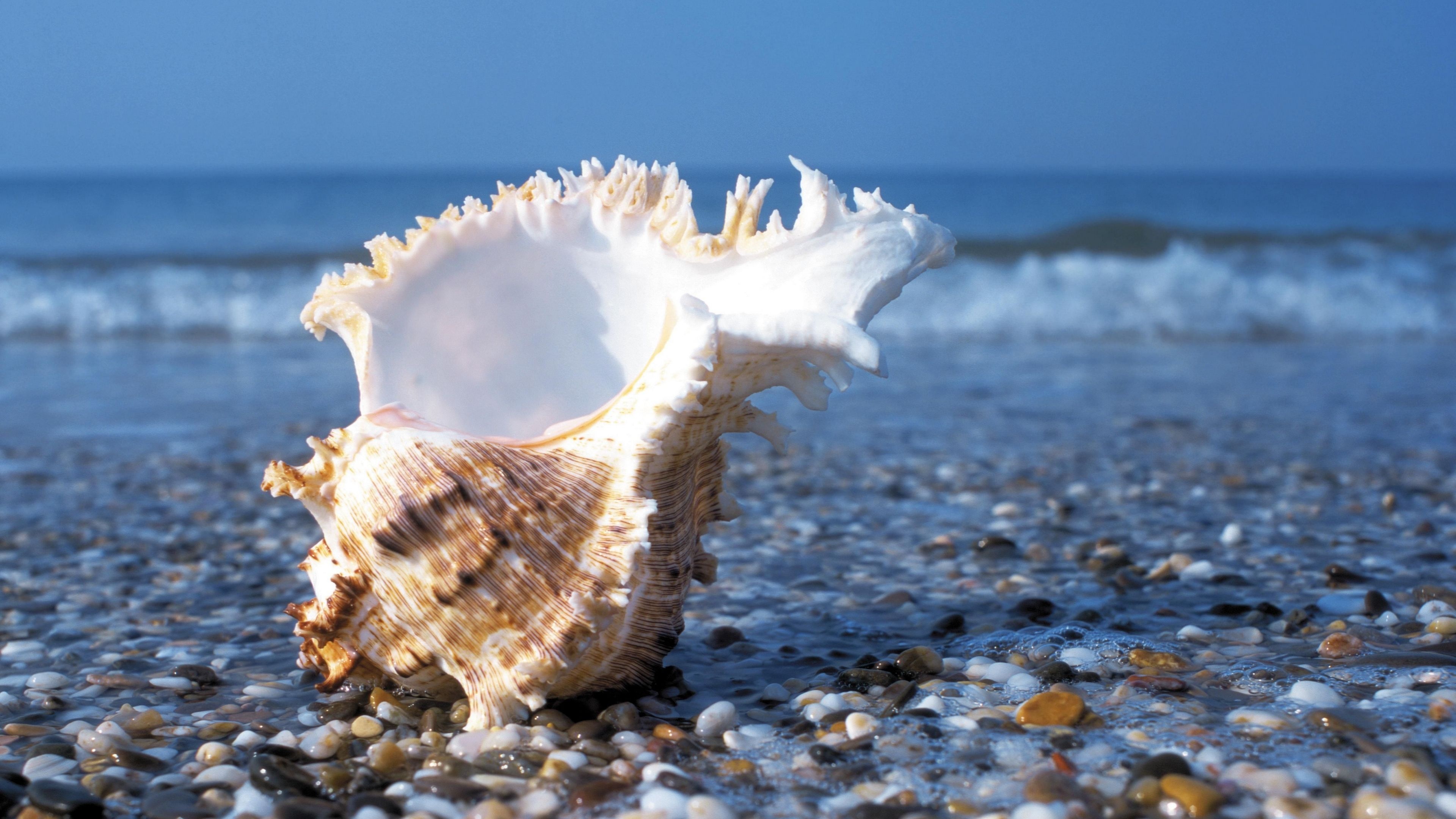 Sea Shell: Beach, Usually the exoskeleton of an invertebrate (an animal without a backbone). 3840x2160 4K Background.