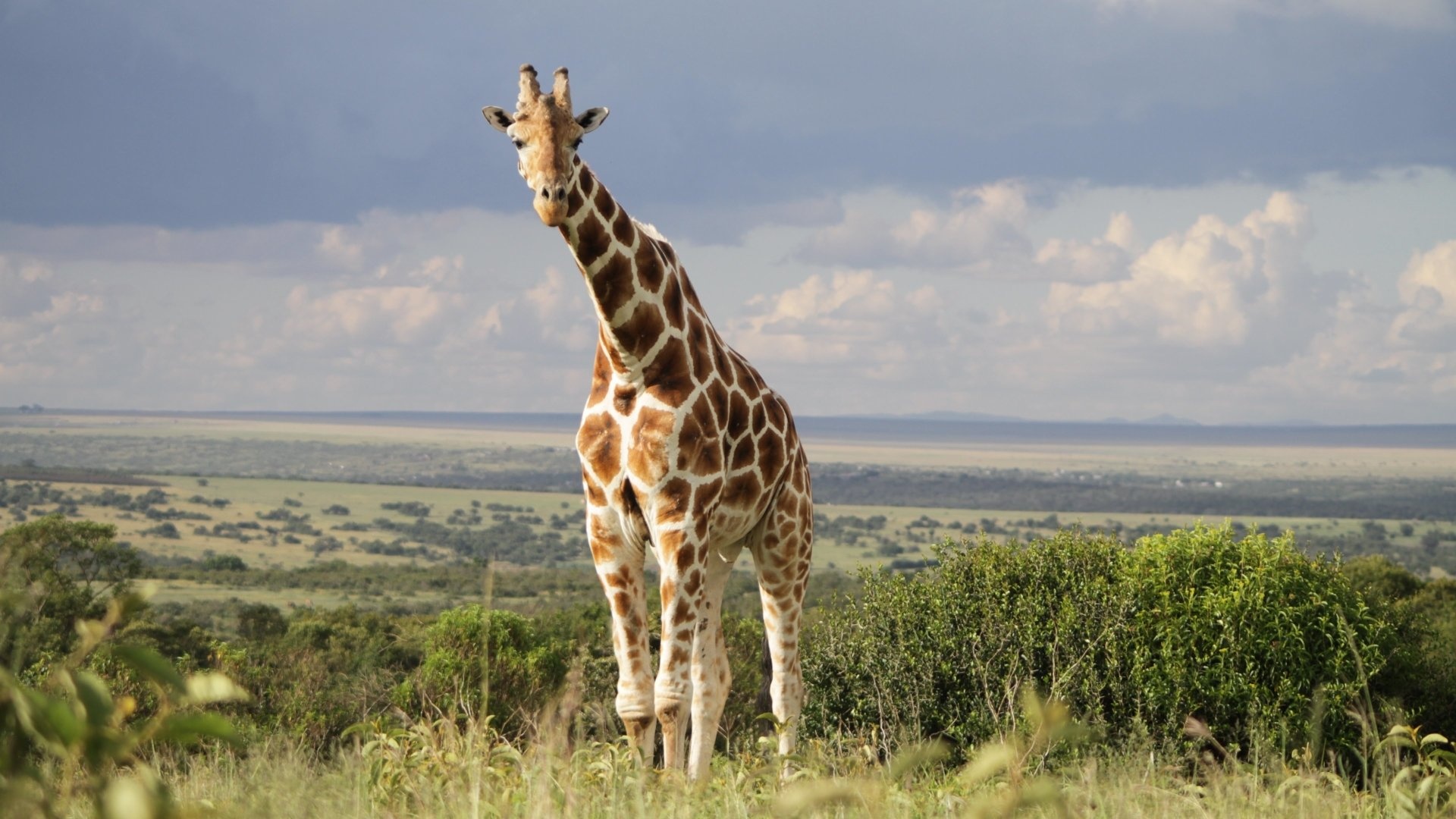 Uganda travels, 4K ultra HD giraffe wallpapers, Stunning backgrounds, 1920x1080 Full HD Desktop