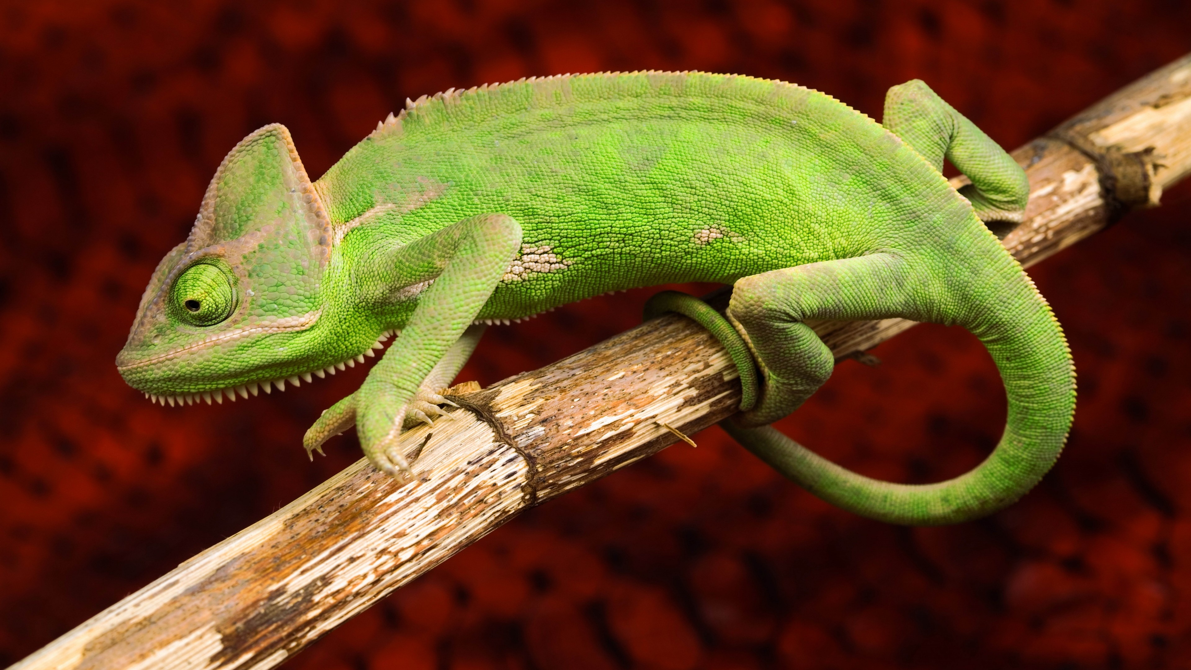 Chameleon lizard green animals, 3840x2160 4K Desktop