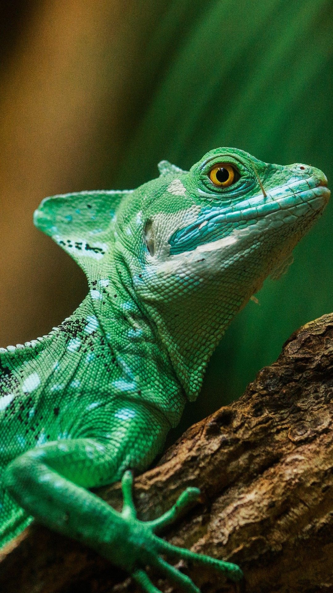 Colorful lizard, Phone wallpaper, Lockscreen background, High-resolution, 1080x1920 Full HD Handy