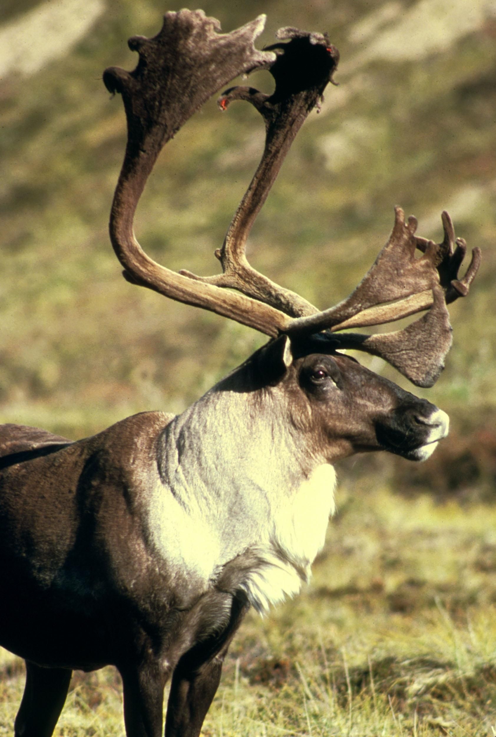 Free picture, Caribou elk, Animal photography, Wildlife imagery, 1690x2500 HD Phone
