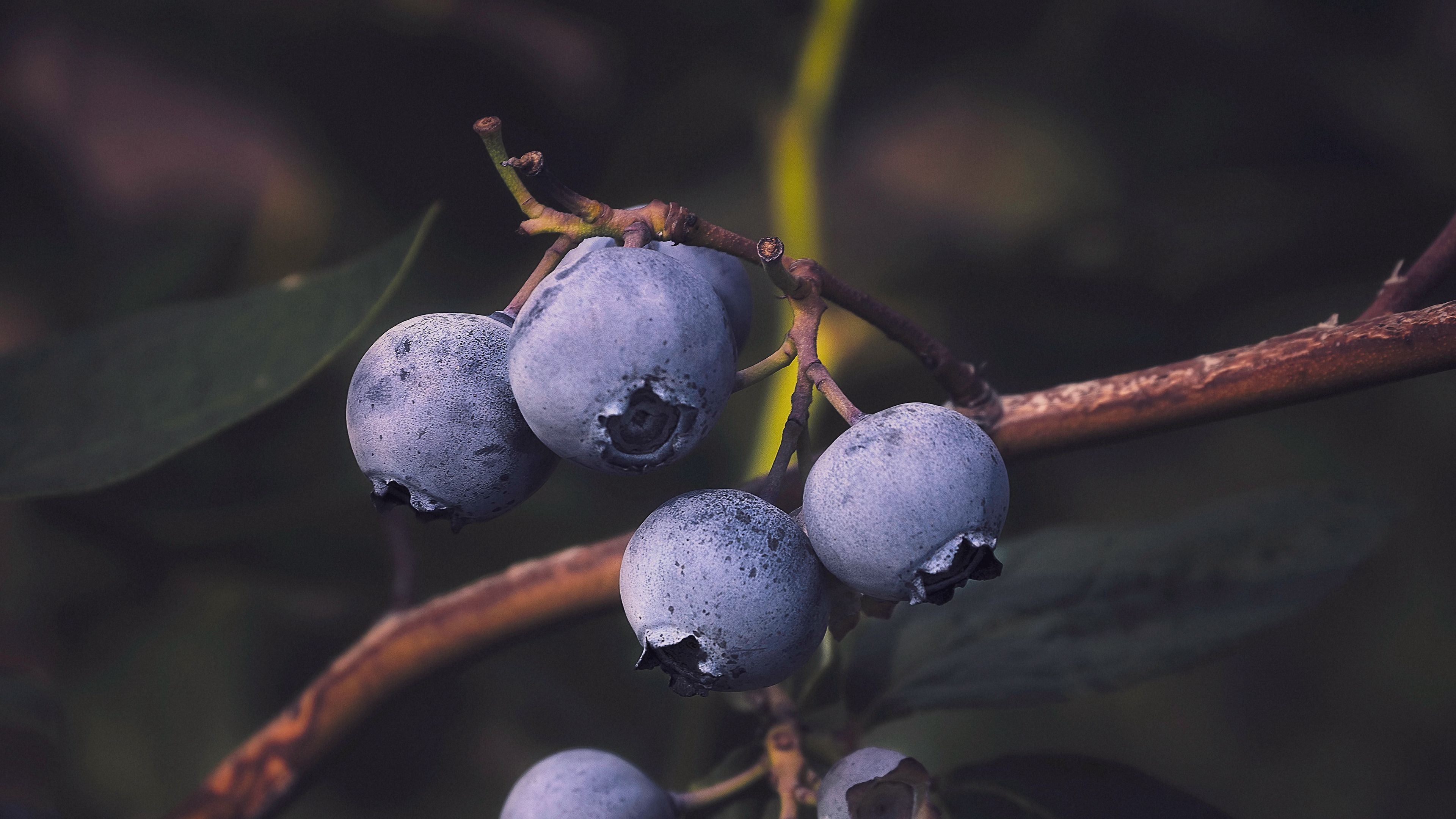 Luscious blueberries, Fresh from the branch, Berrylicious wallpaper, Sweet indulgence, 3840x2160 4K Desktop