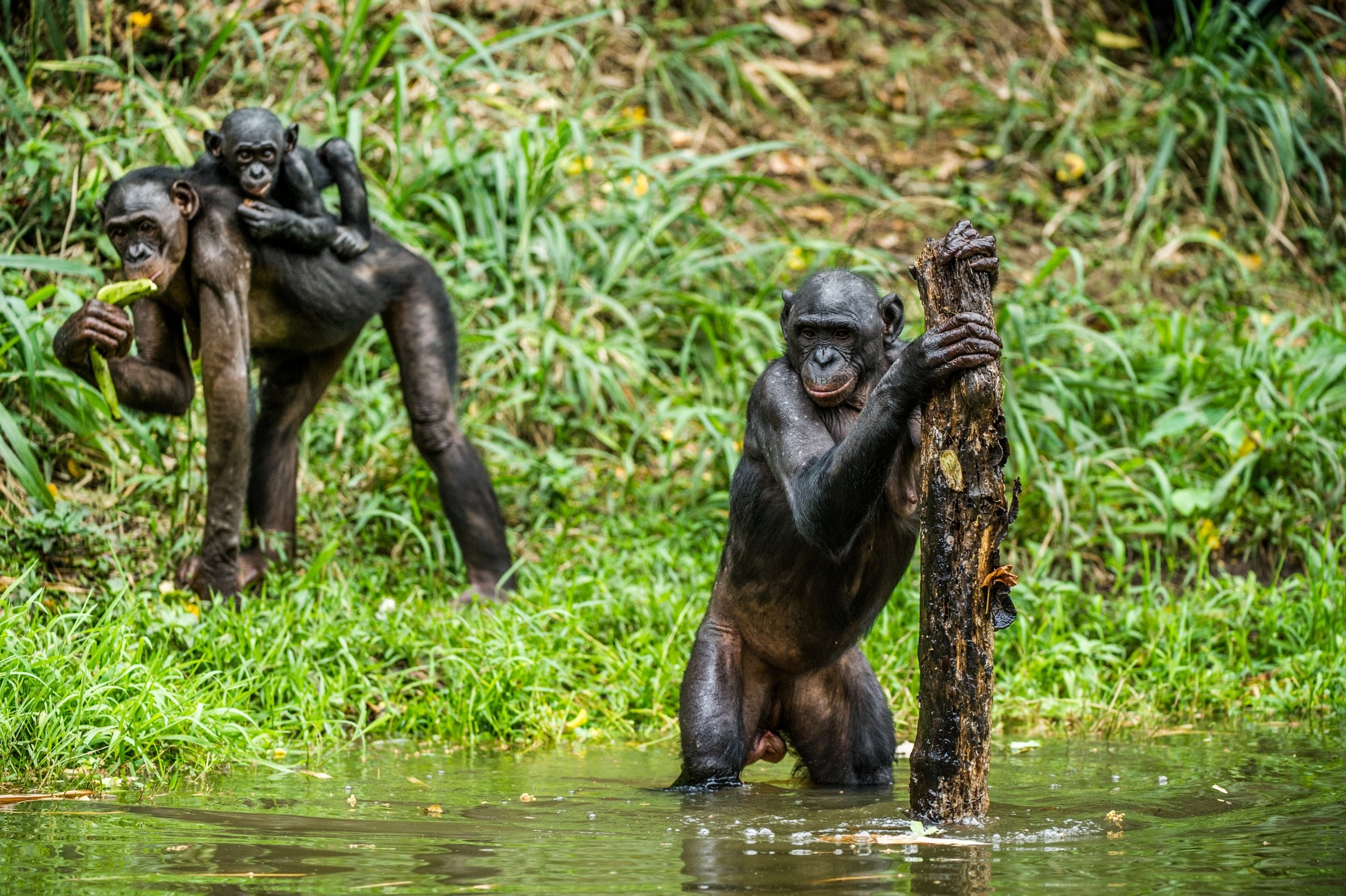 Bonobo mating support, Mothers protecting sons, Interfering apes, 2500x1670 HD Desktop