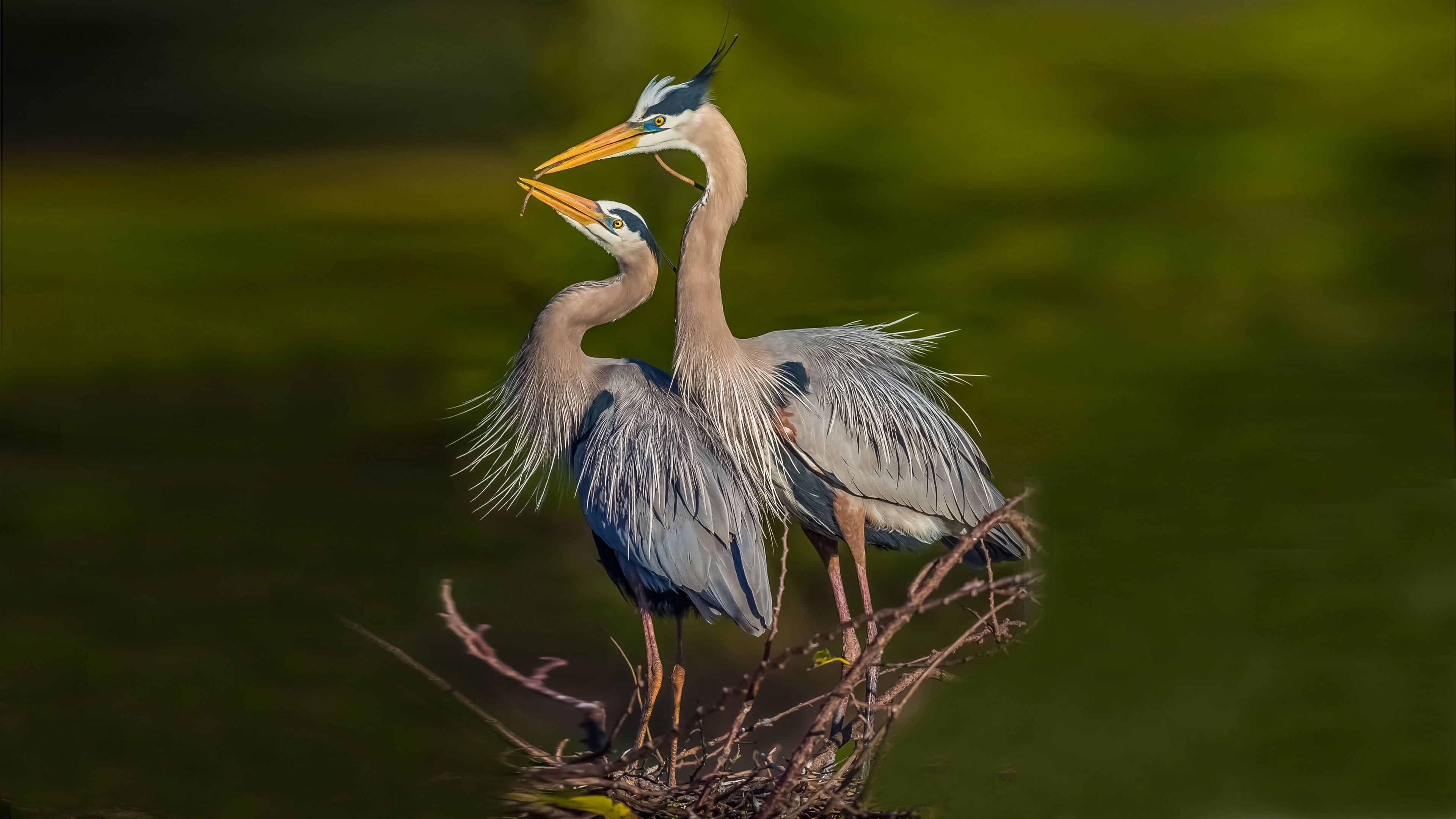 Blue herons, Wetland birds, Nature photography, Birdwatching, 3840x2160 4K Desktop