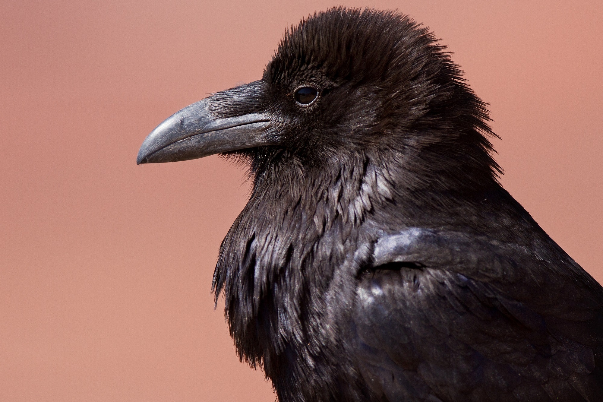 Black raven, Animal bird, Free download, Jooinn, 2000x1340 HD Desktop