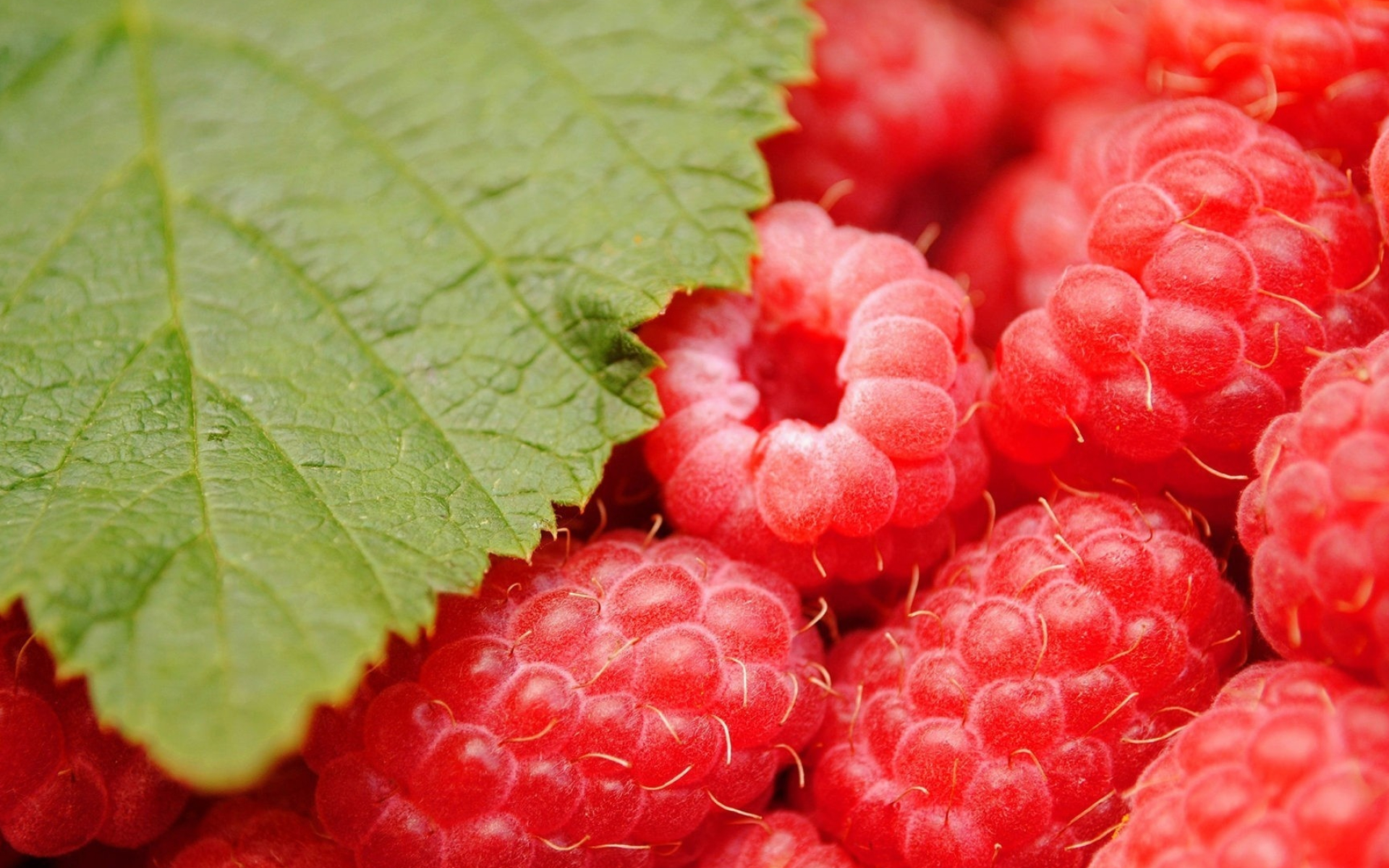 Raspberries wallpaper, Beautiful photography, Fresh and vibrant, Nature's bounty, 1920x1200 HD Desktop