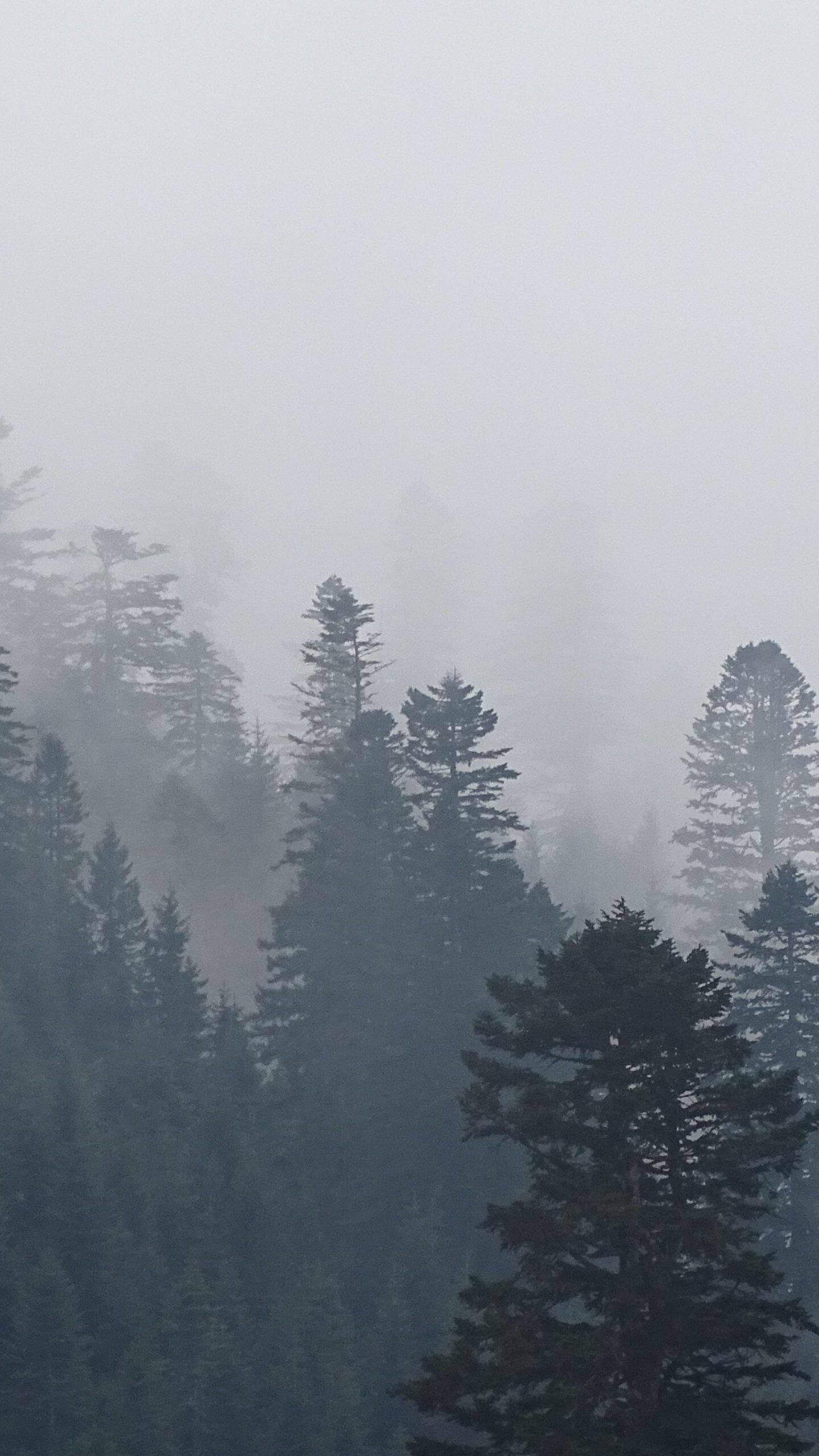 Baum im Nebel, Unheimliche Atmosphre, Von Nebel umhllt, Flstern der Natur, 1440x2560 HD Handy