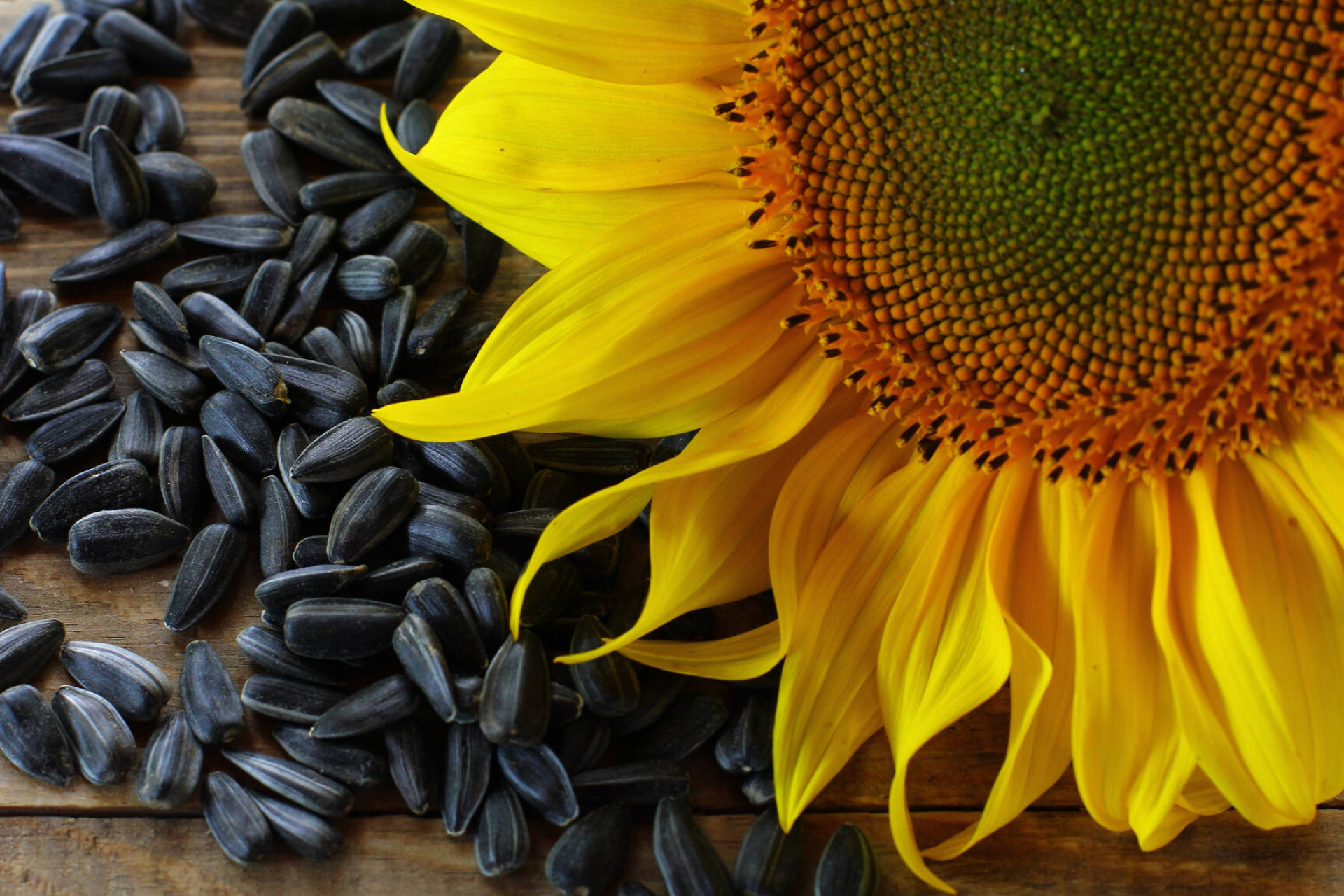 Sunflower seeds image, Free stock photo, Captivating sunflowers, Creative commons license, 1920x1280 HD Desktop
