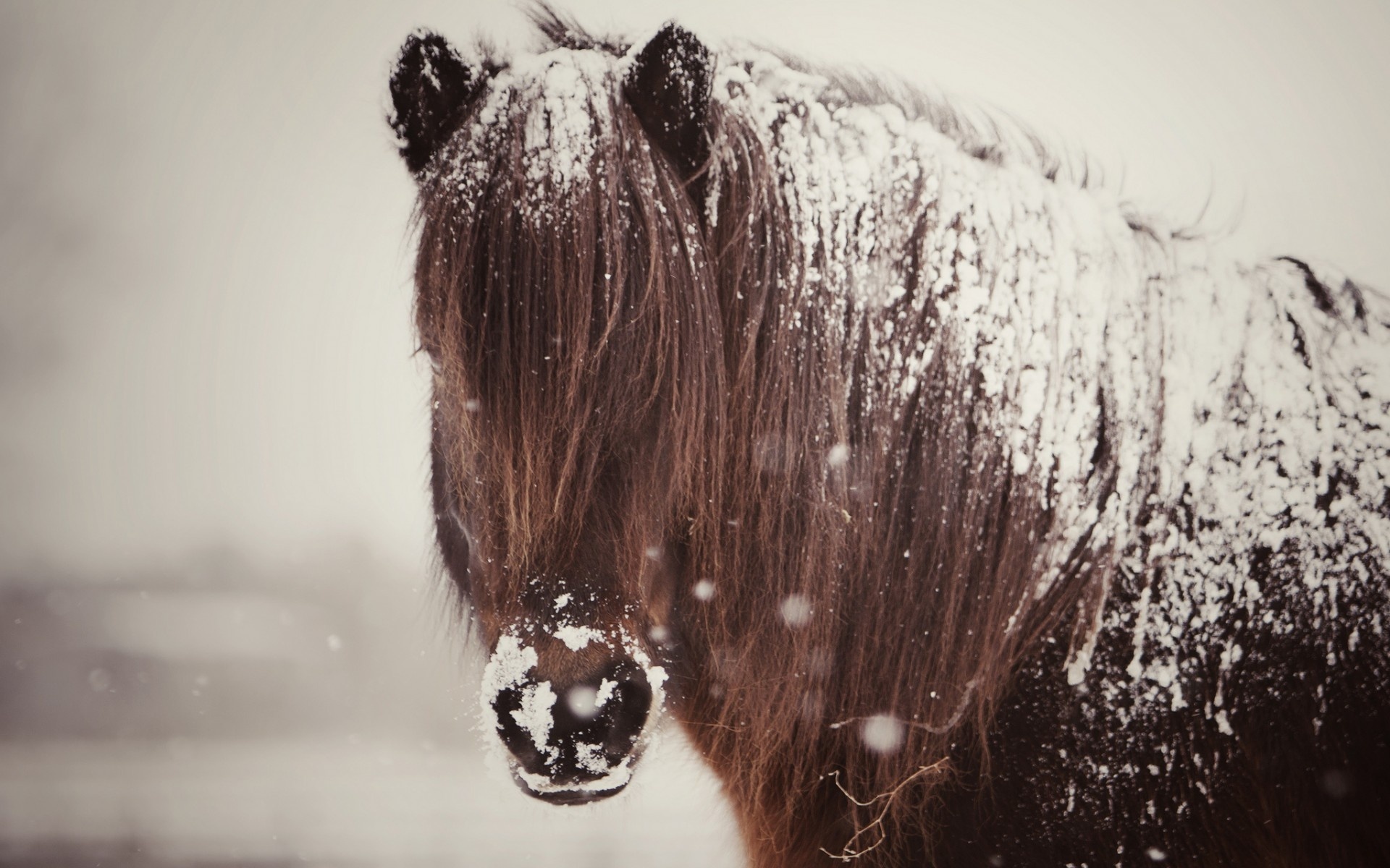 Horses in the Snow, Winter wallpapers, Equestrian beauty, Scenic wonders, 1920x1200 HD Desktop