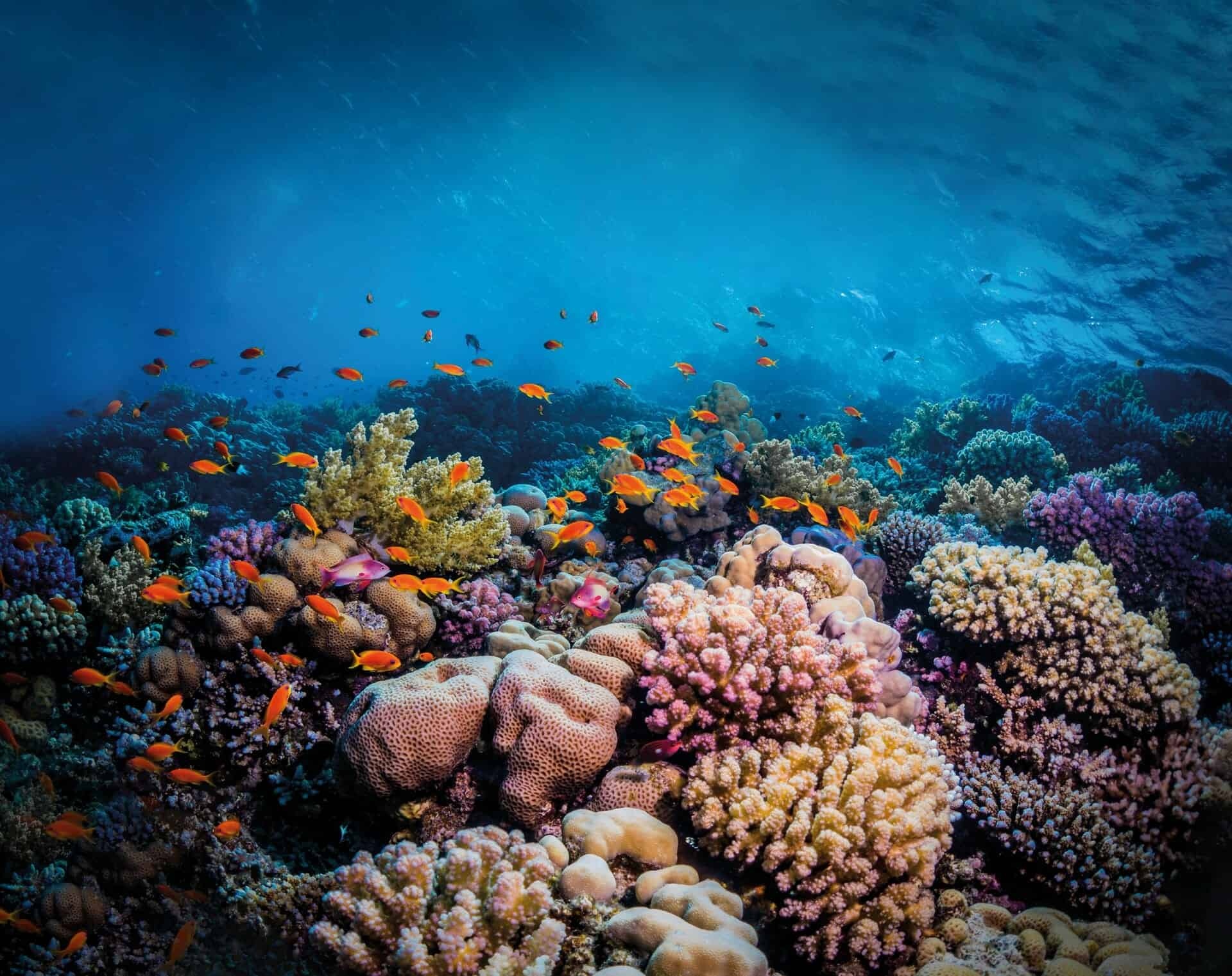 Corals, Aquarium Wallpaper, 1920x1530 HD Desktop