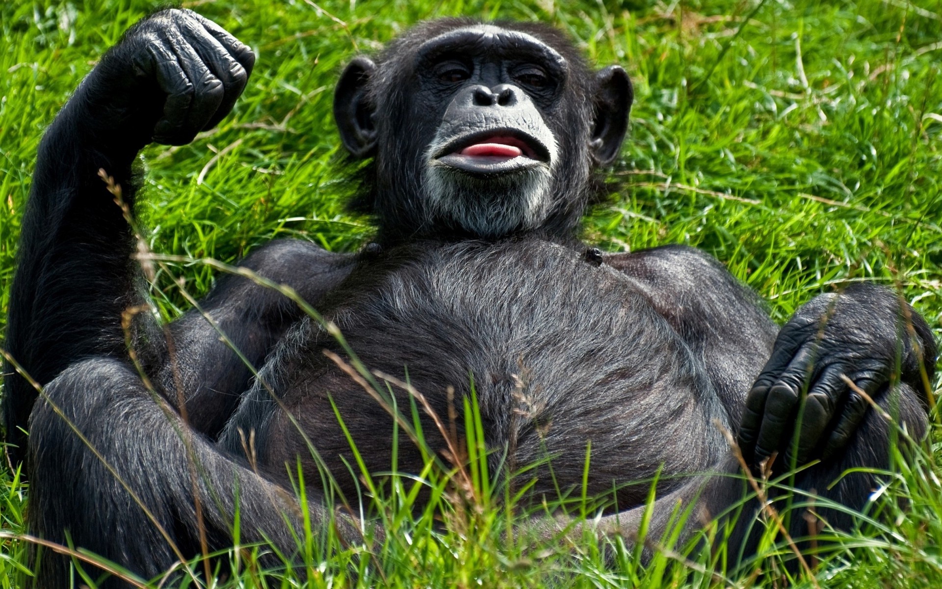 Chimpanzee, Funny monkey wallpaper, Desktop wallpapers, Humorous snapshots, 1920x1200 HD Desktop