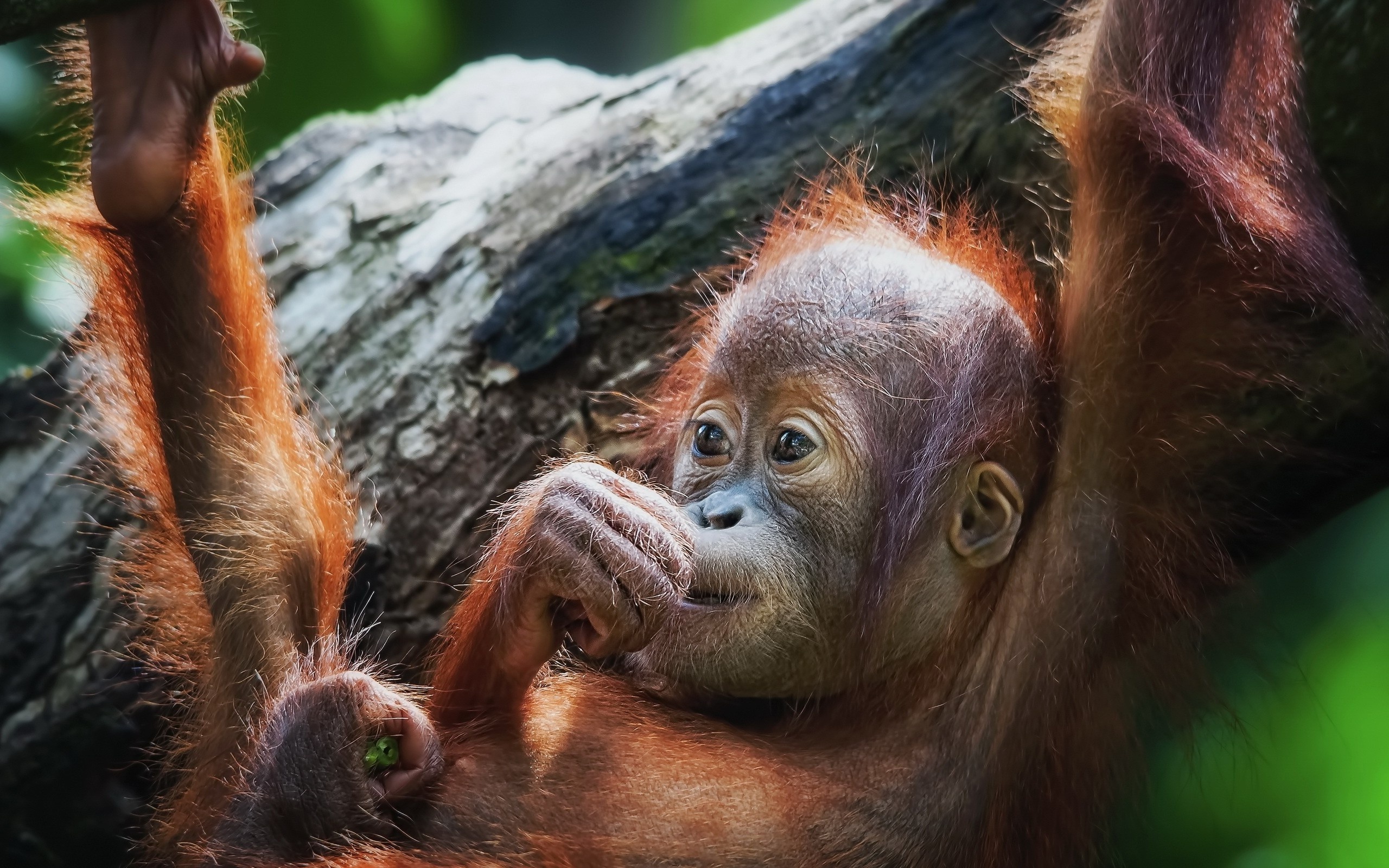 Orangutan, Cute monkey, Adorable charm, Endearing creatures, 2560x1600 HD Desktop