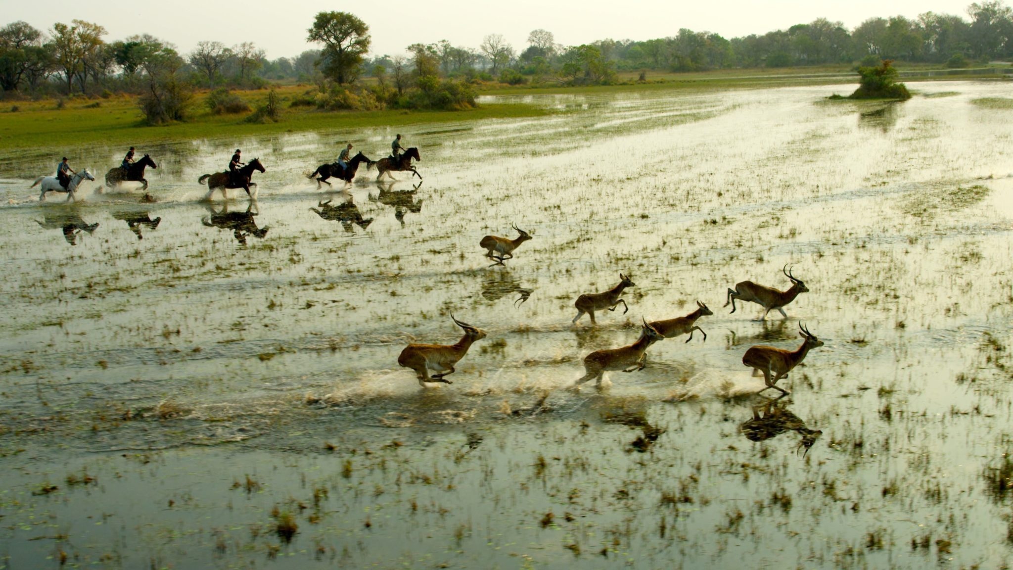 Spannende Pferde-Safari im Okavango-Delta, 2050x1160 HD Desktop