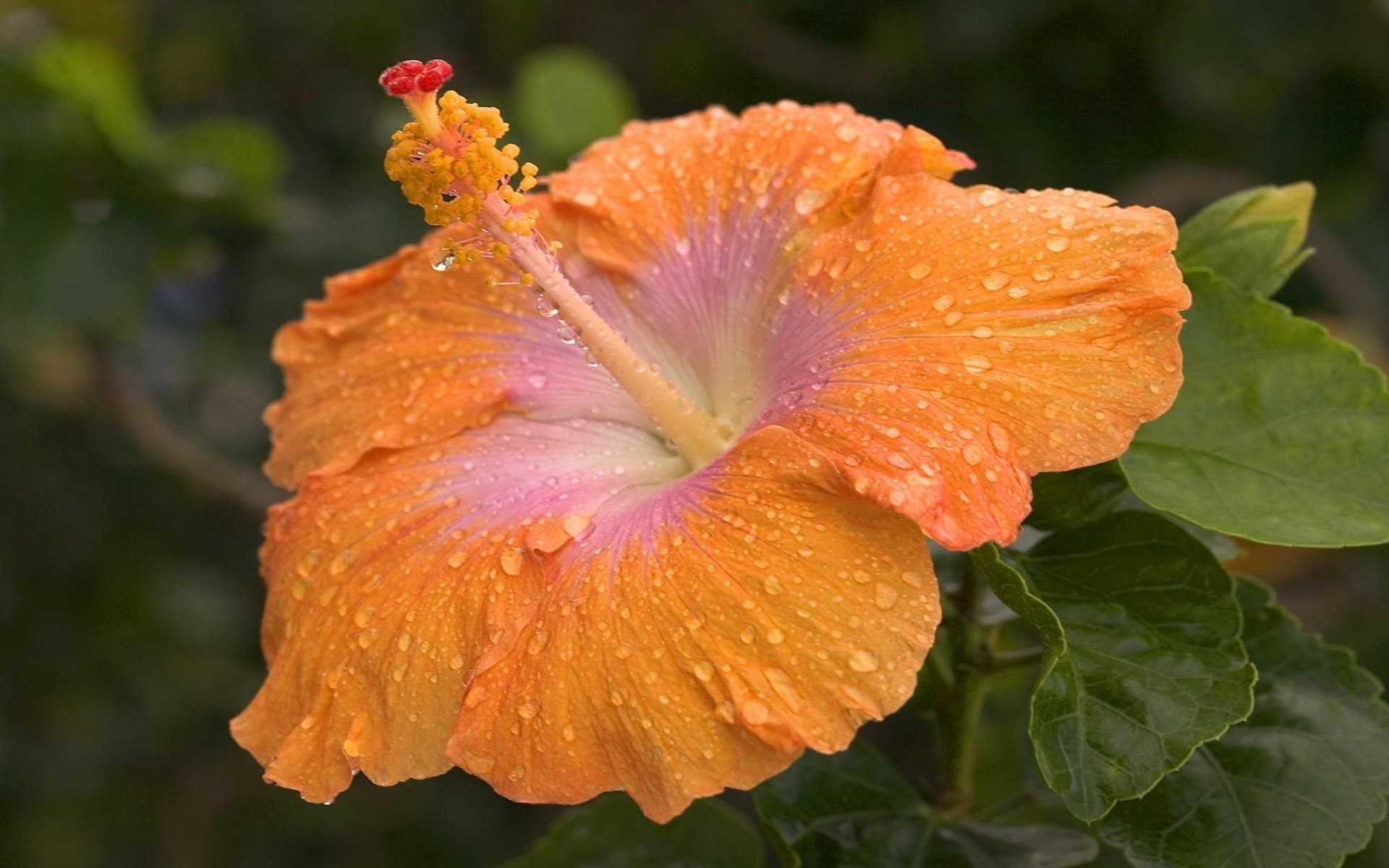 Hawaiian flower, Hibiscus wallpaper, 1920x1200 HD Desktop