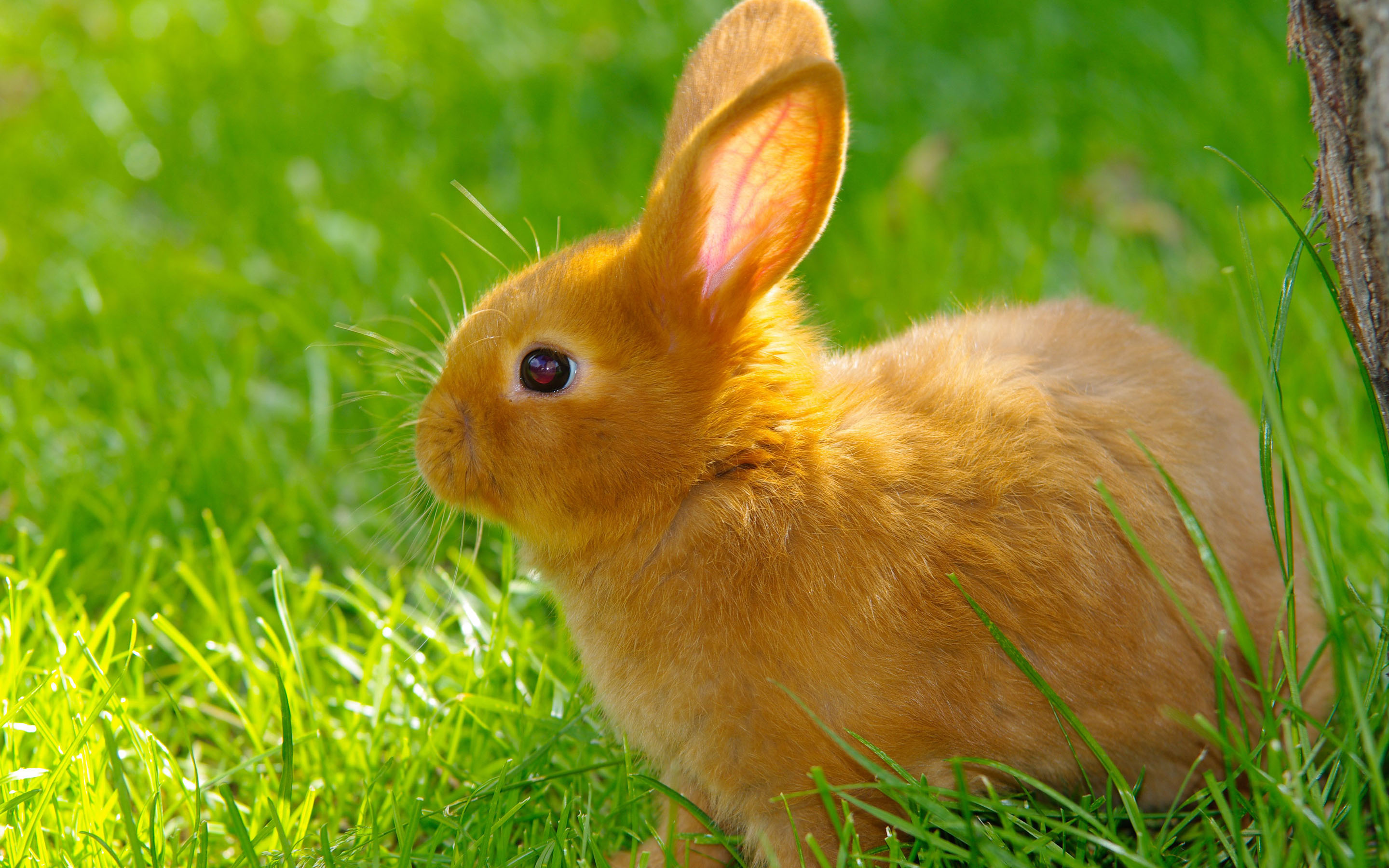 Bunny: Rabbits, kept as pets in Western nations since the 19th century. 2880x1800 HD Wallpaper.