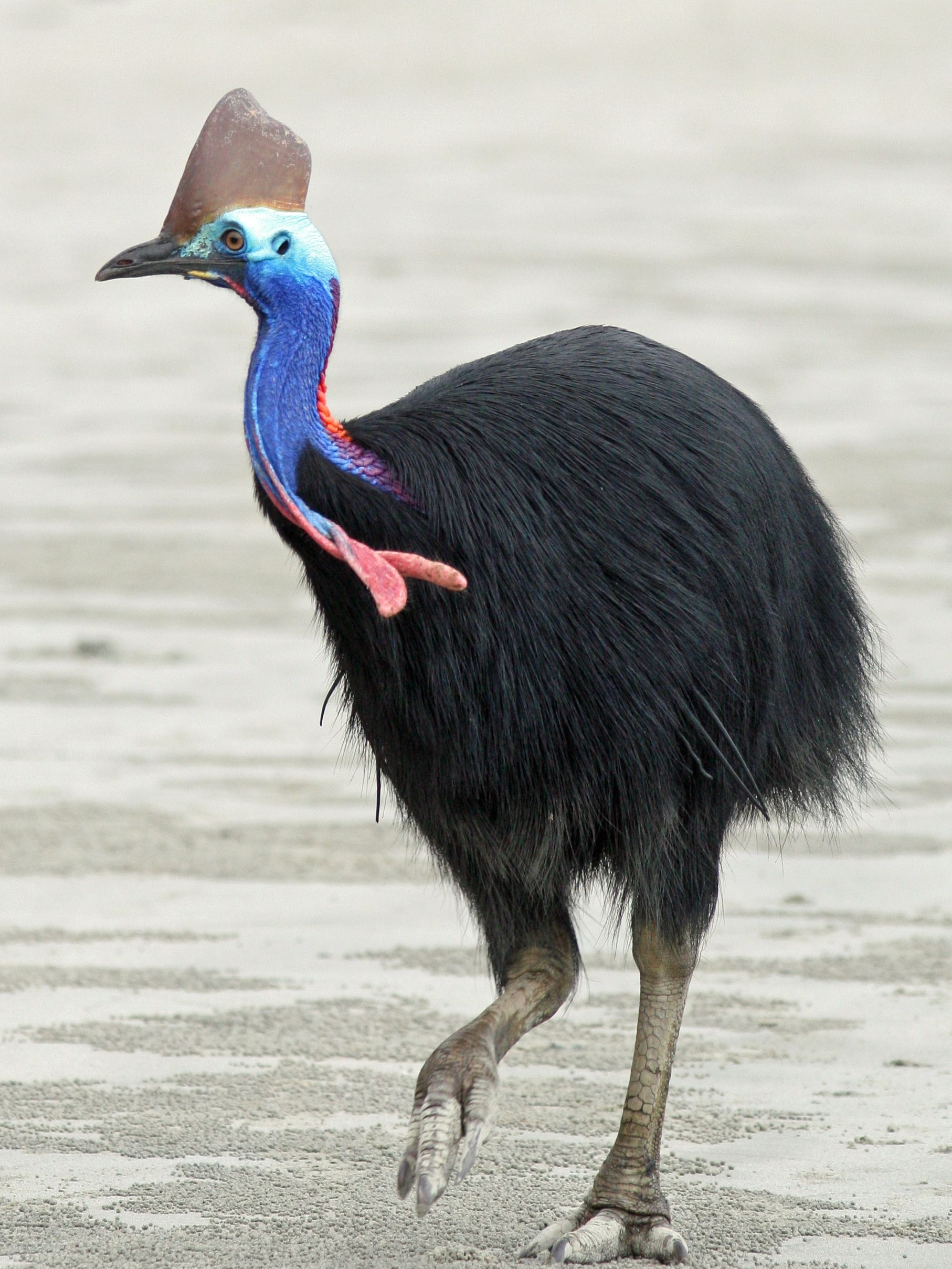 Majestic cassowary, Exotic bird species, Unique Australian wildlife, Vibrant plumage, 1820x2420 HD Phone